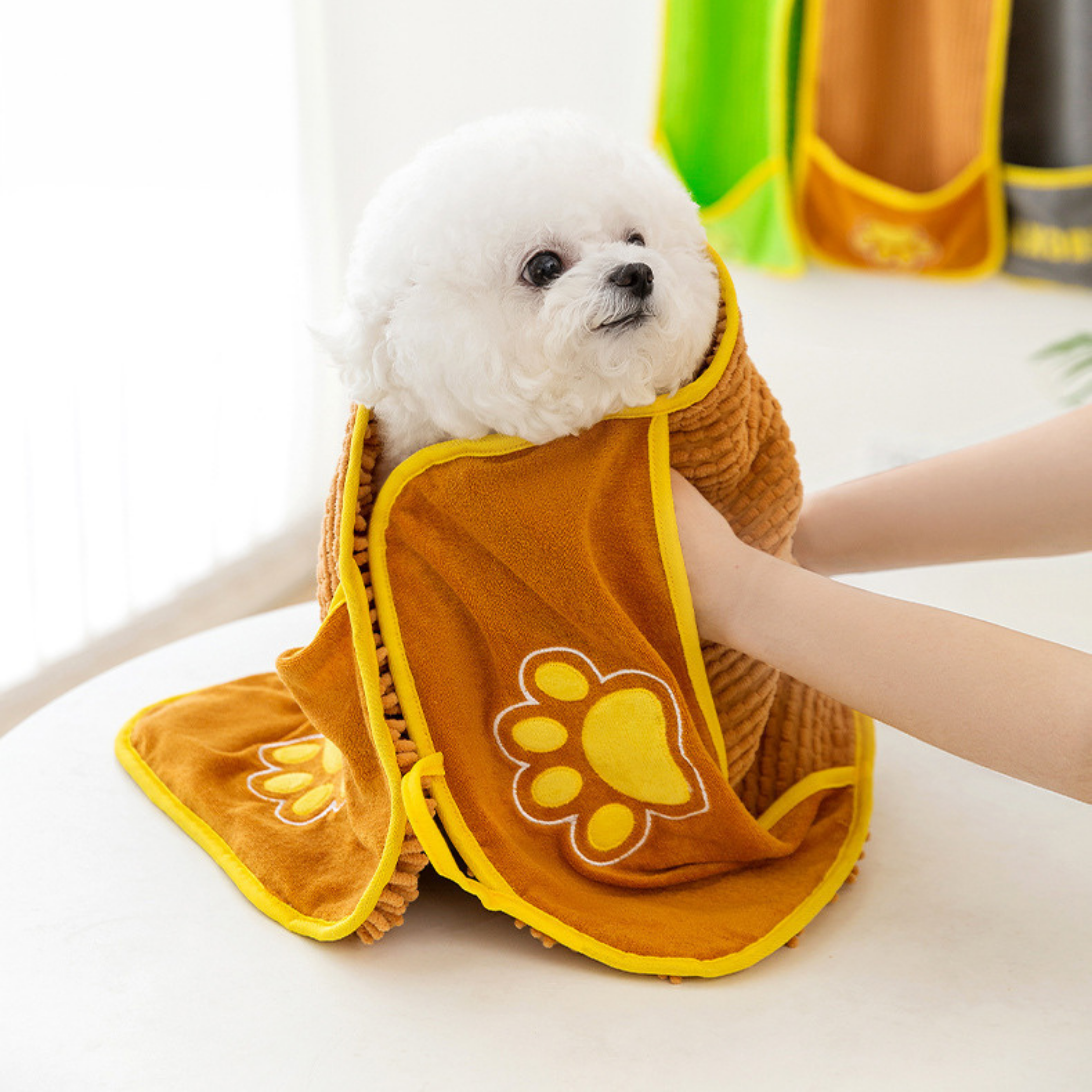 Maltipoodle