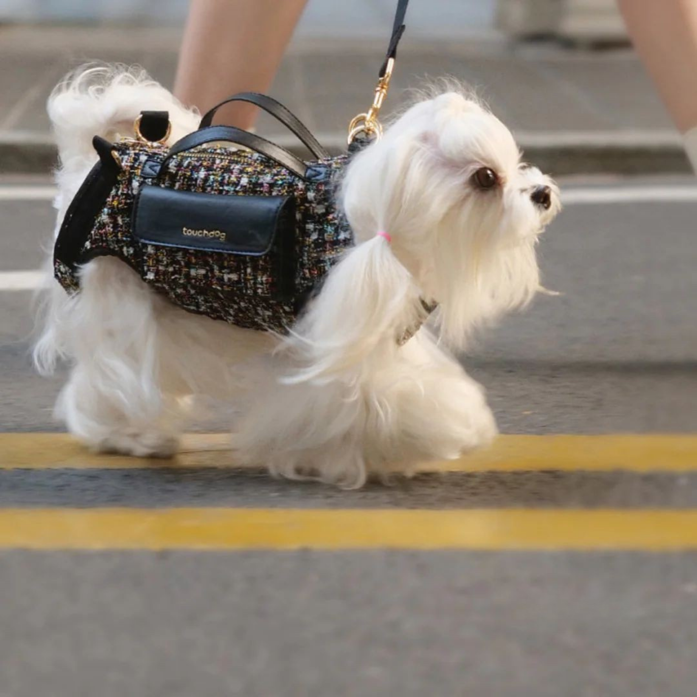 Maltipoodle