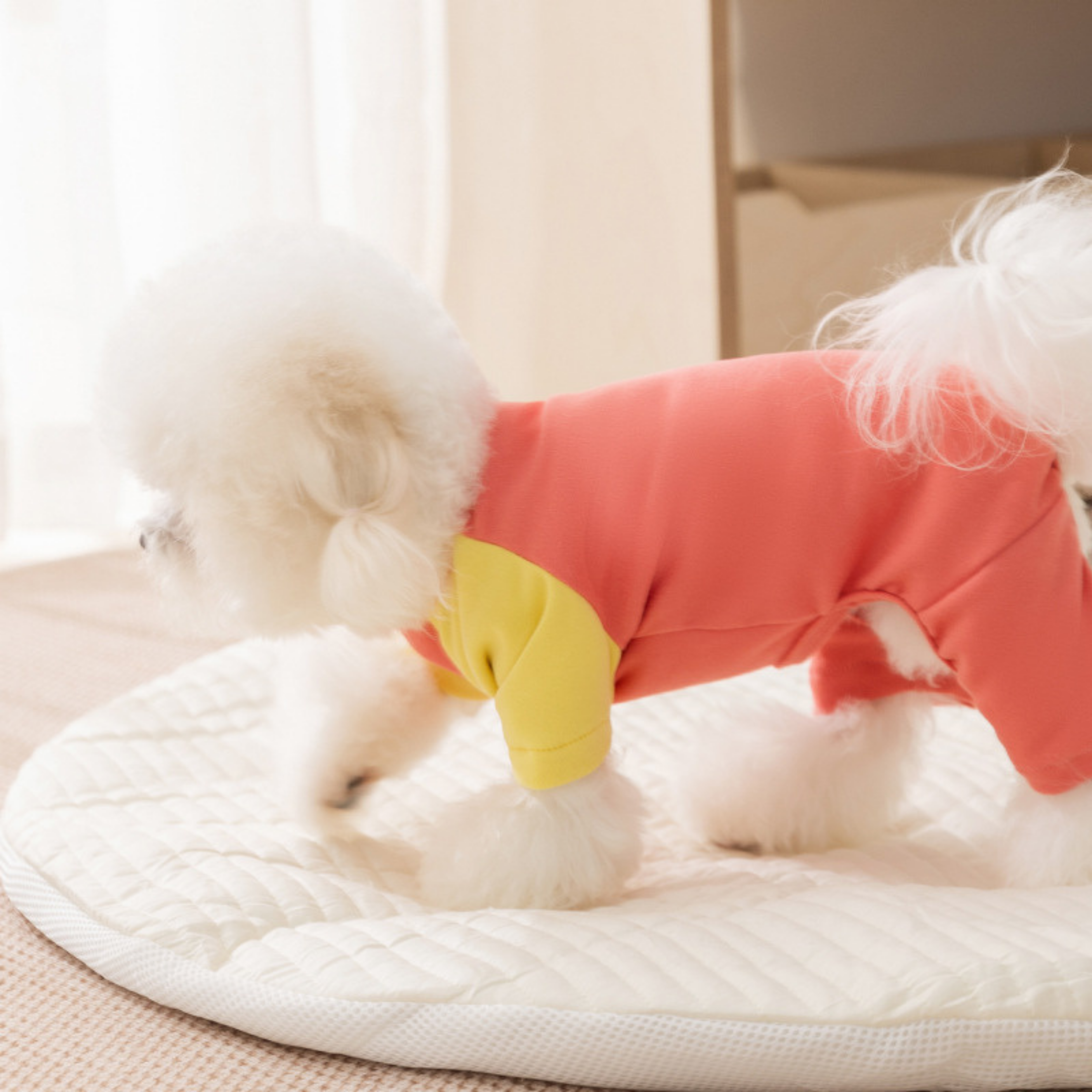 Maltipoodle