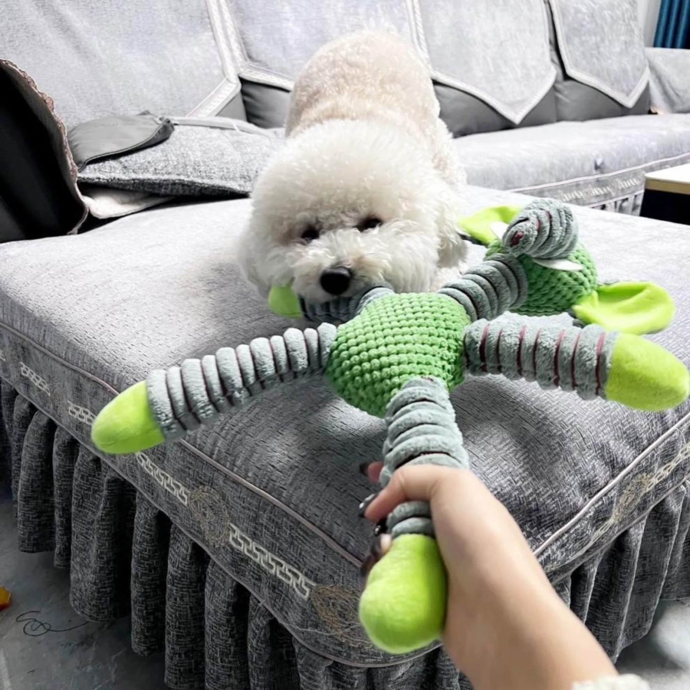 Maltipoodle
