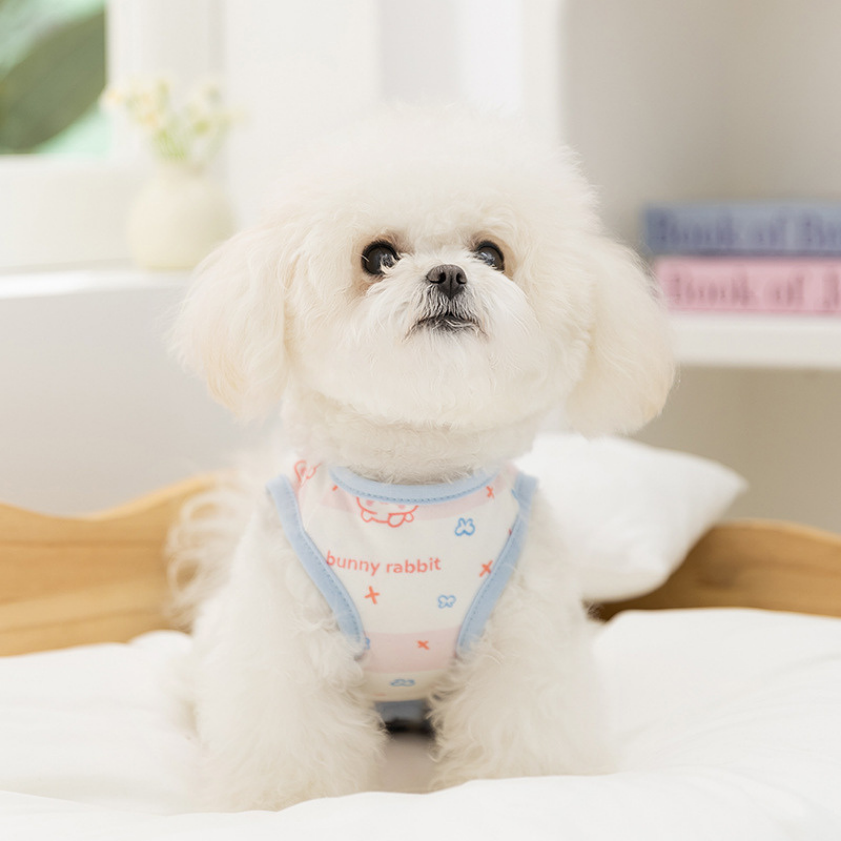 Maltipoodle
