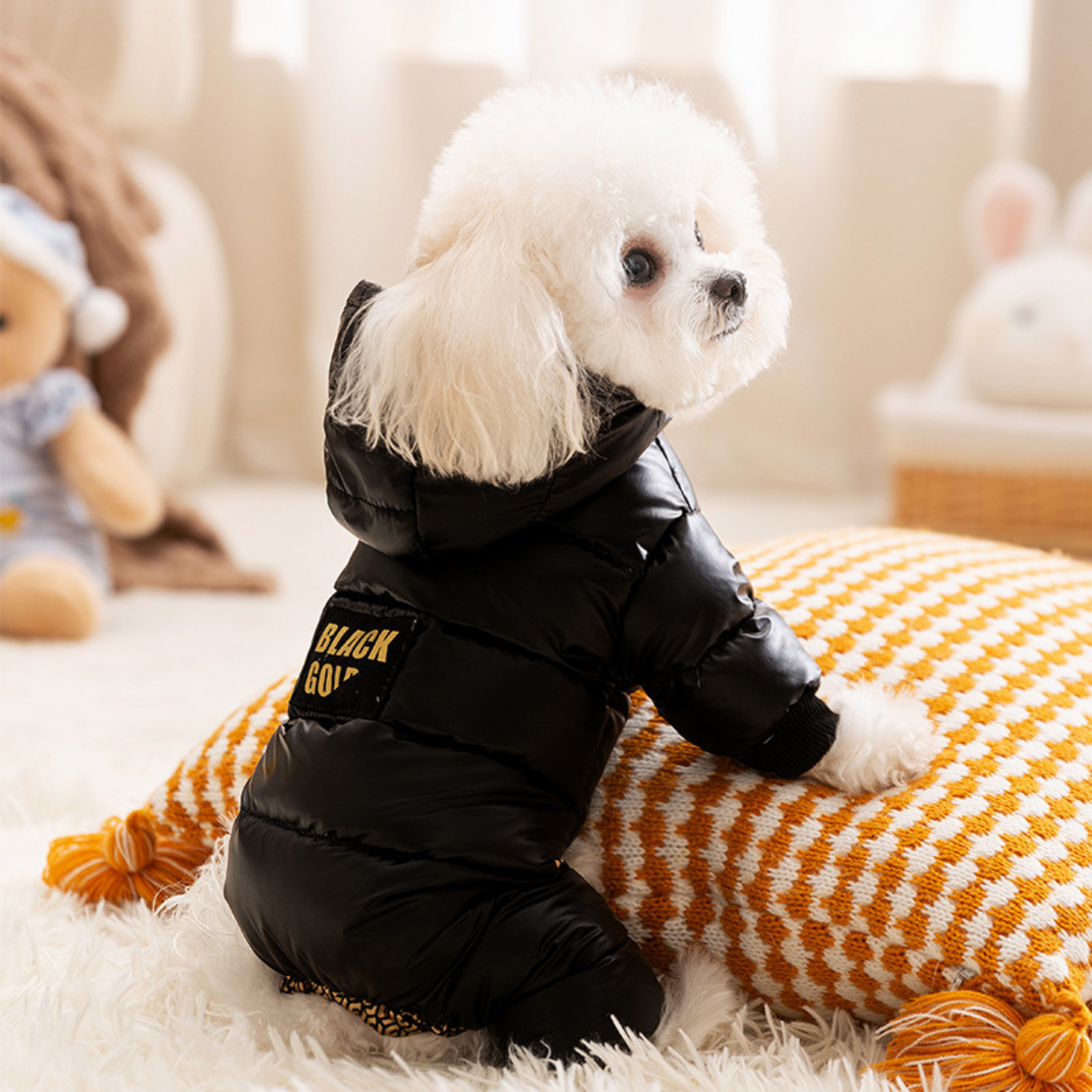 Maltipoodle