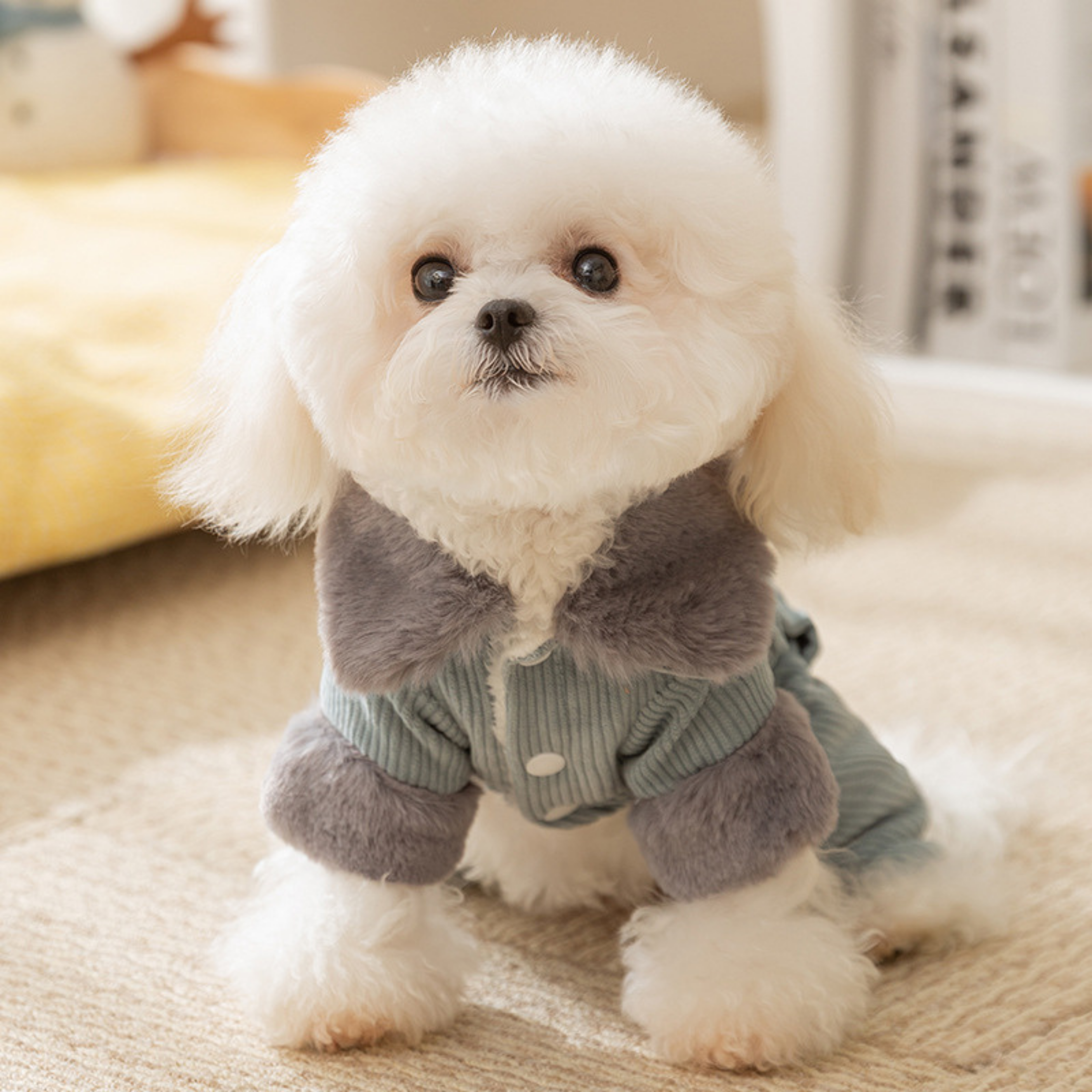 Maltipoodle