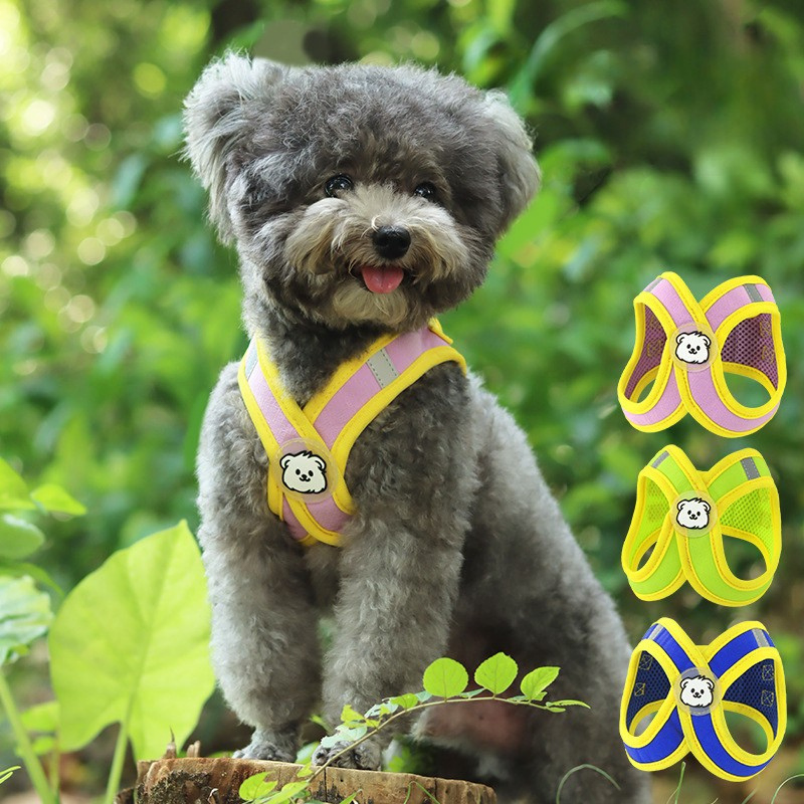 Maltipoodle