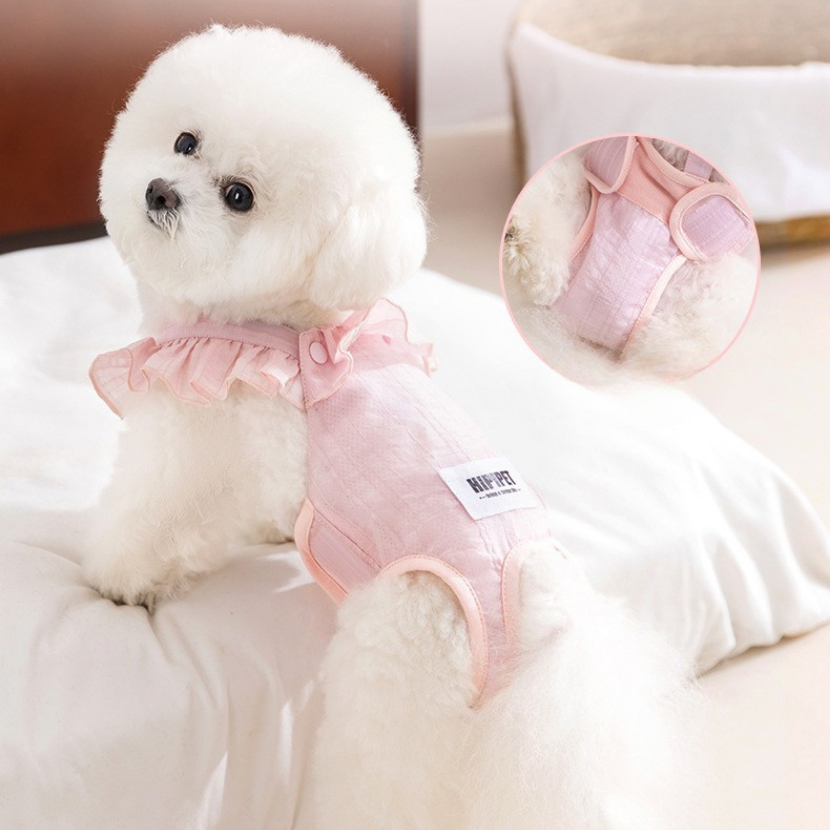 Maltipoodle