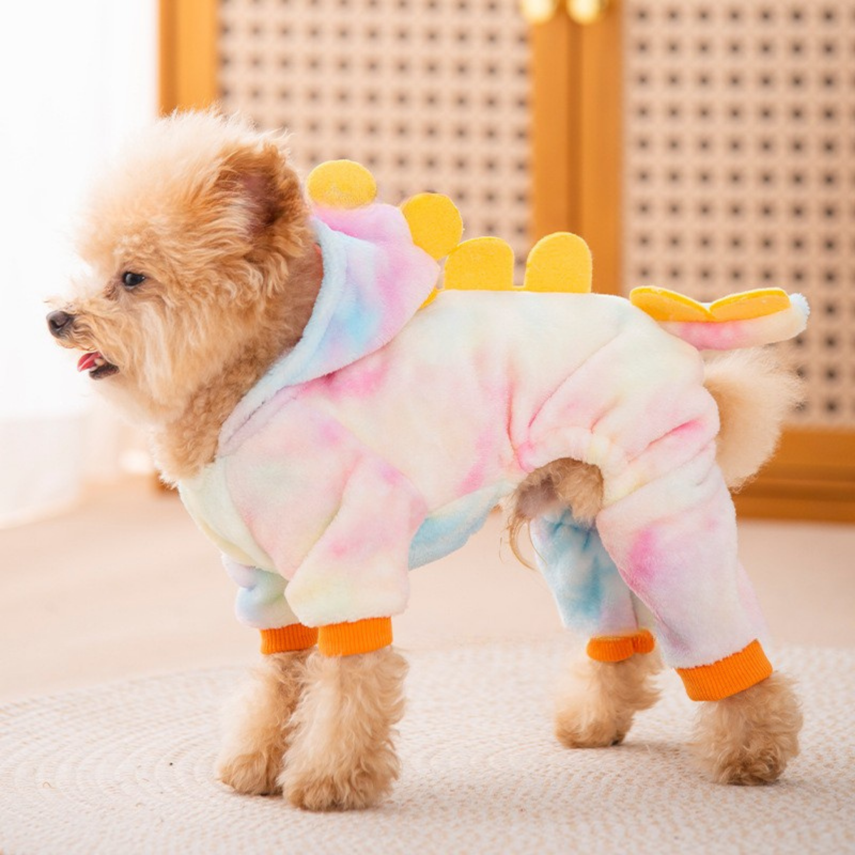 Maltipoodle