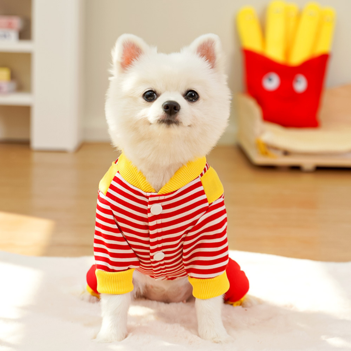 Maltipoodle