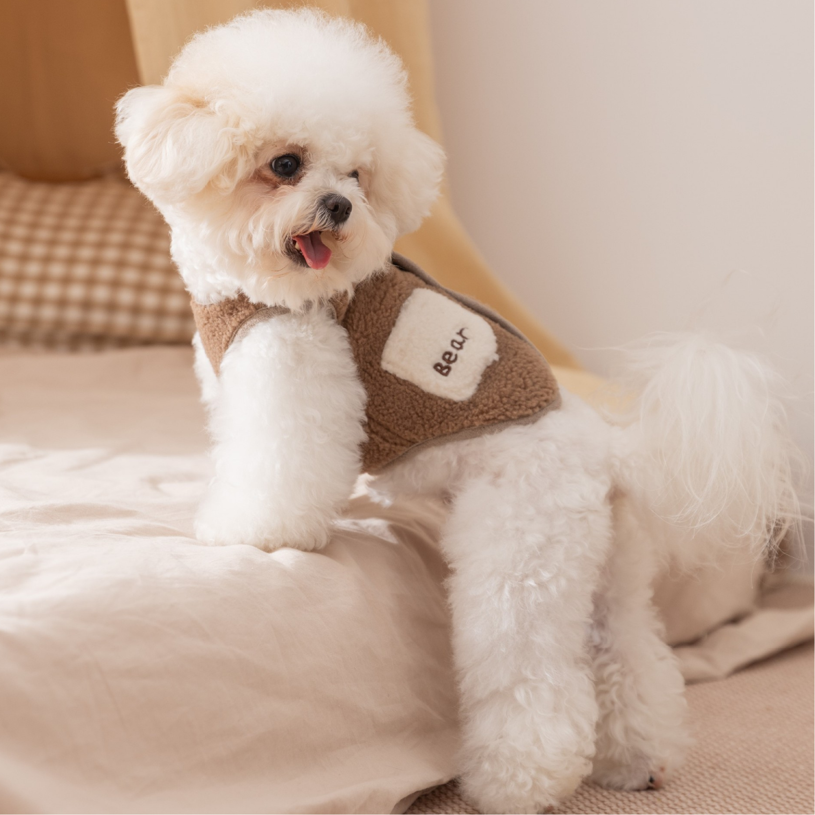 Maltipoodle