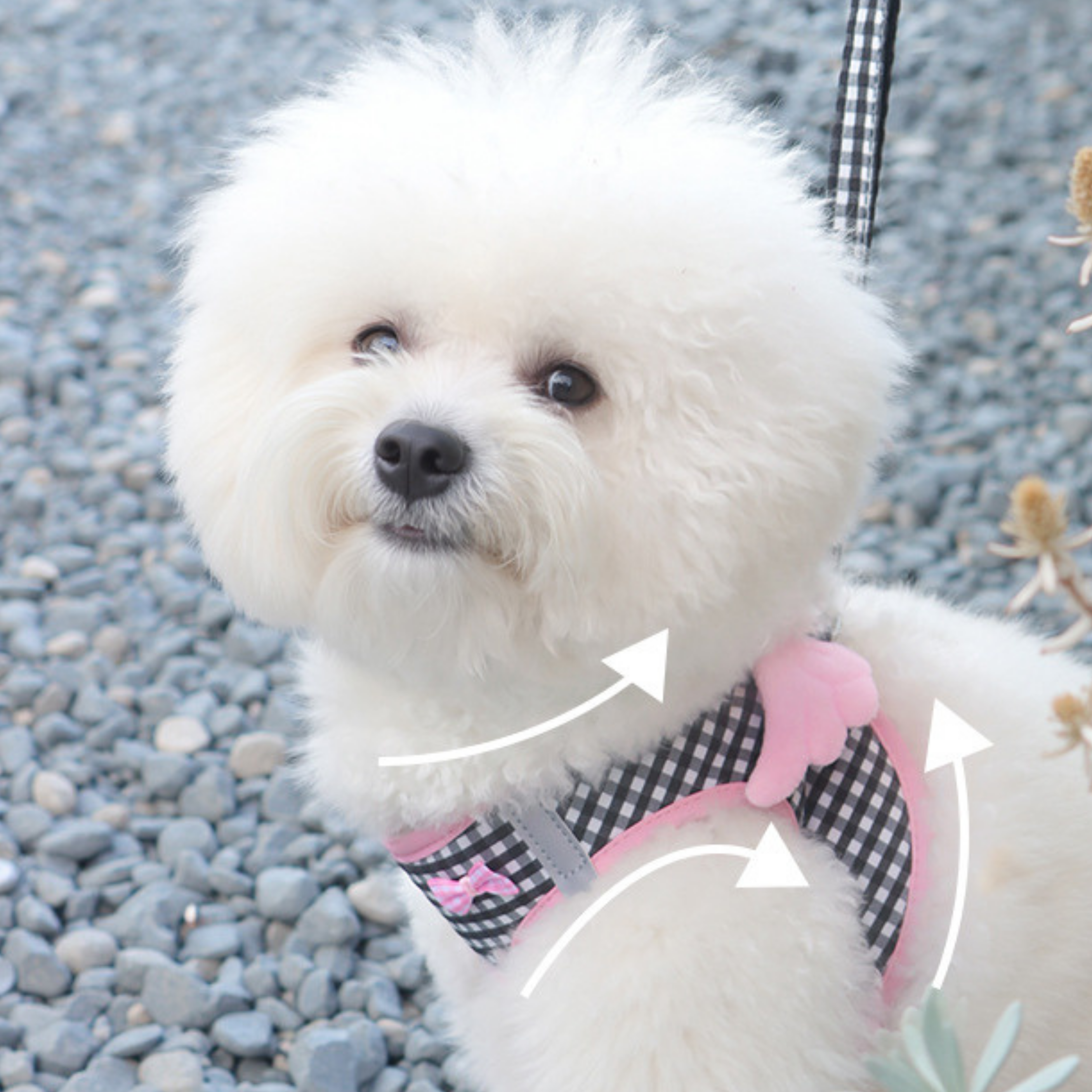 Maltipoodle
