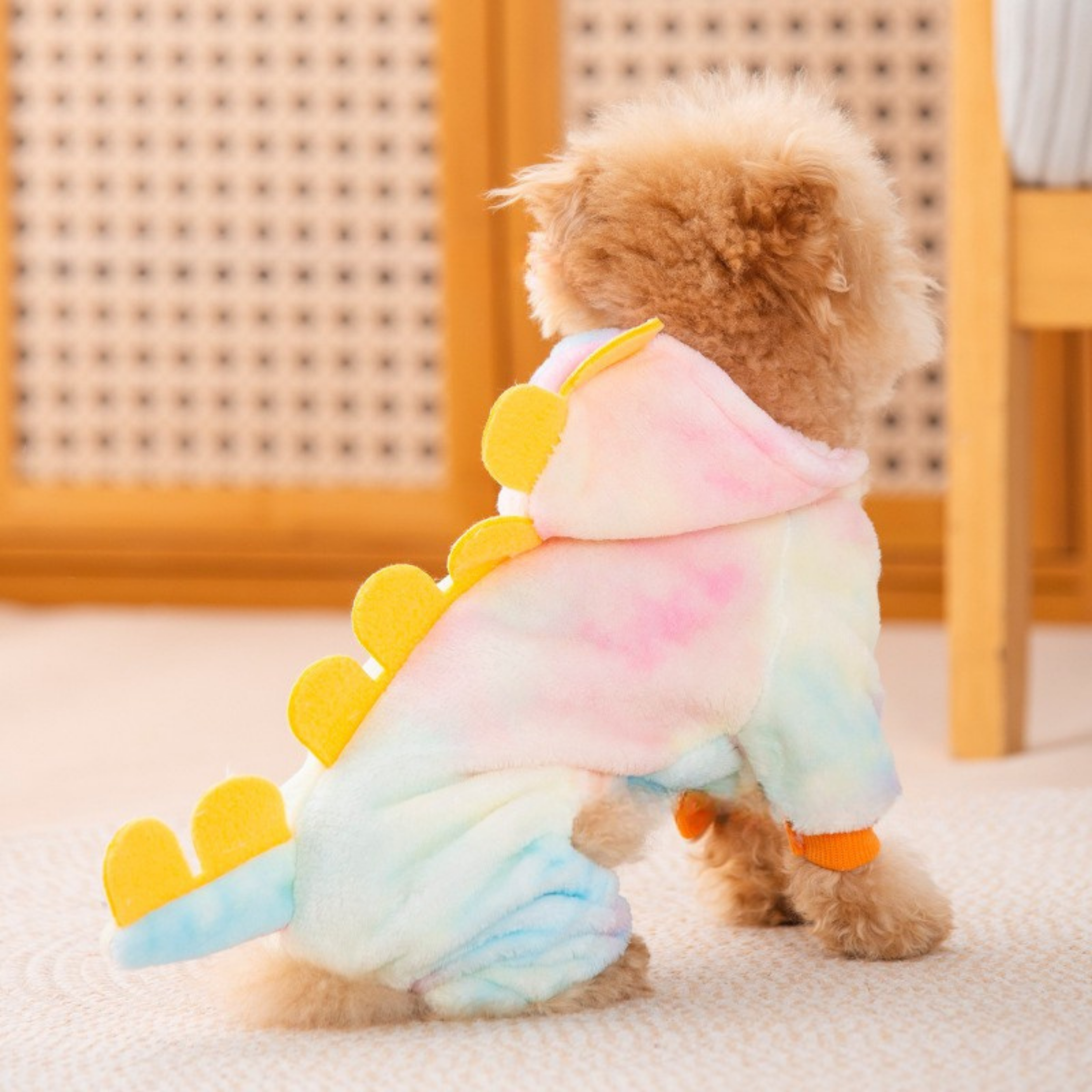 Maltipoodle