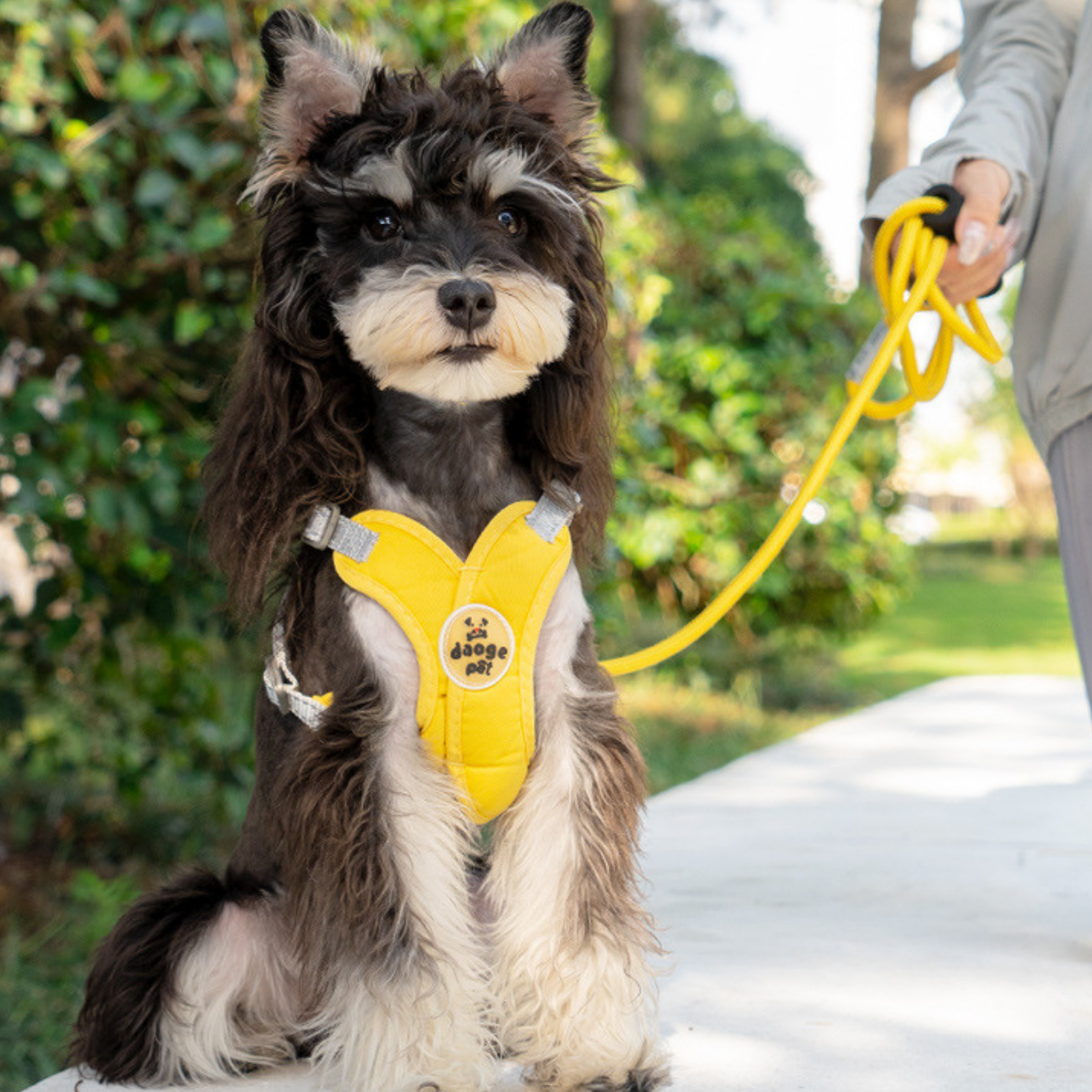 Maltipoodle