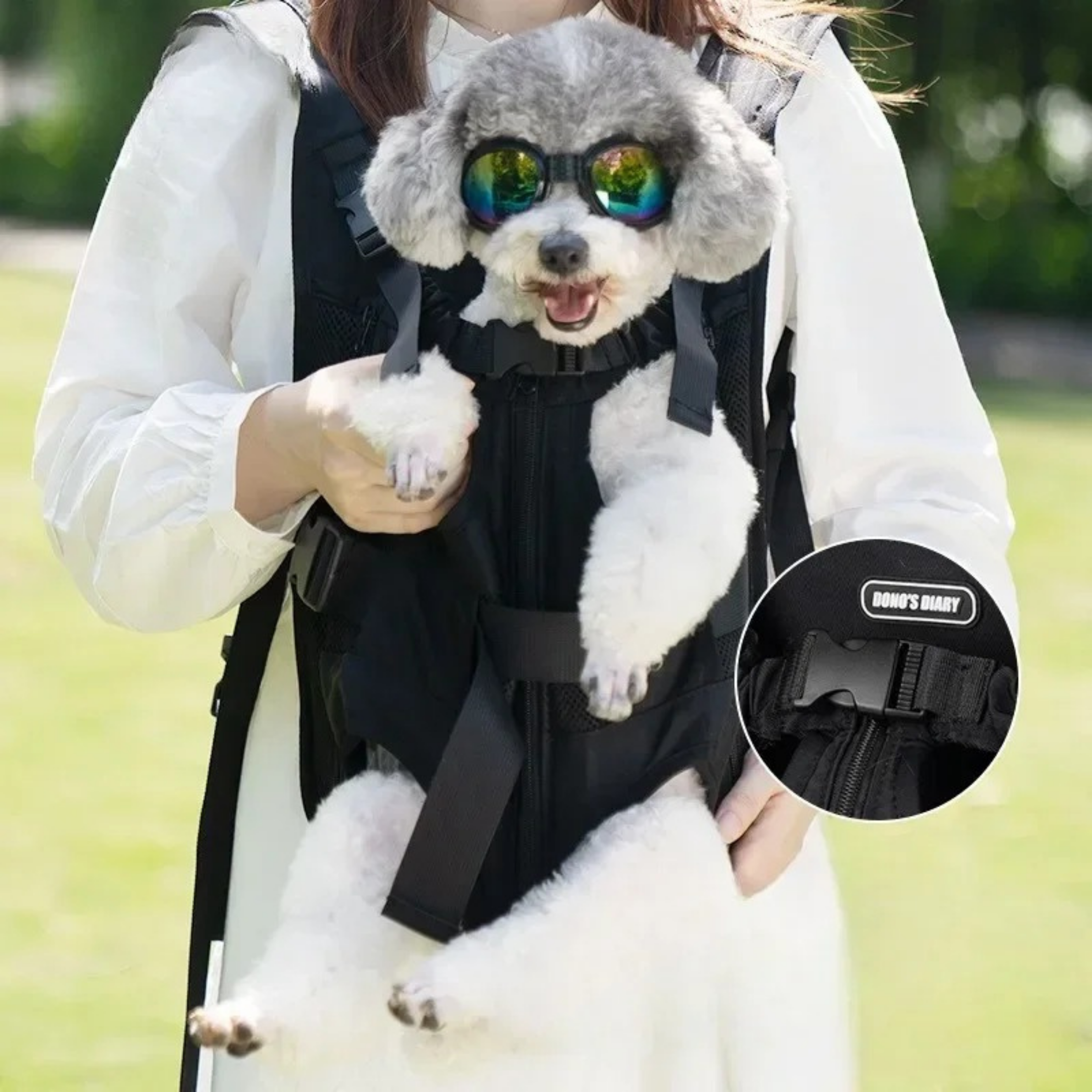 Maltipoodle