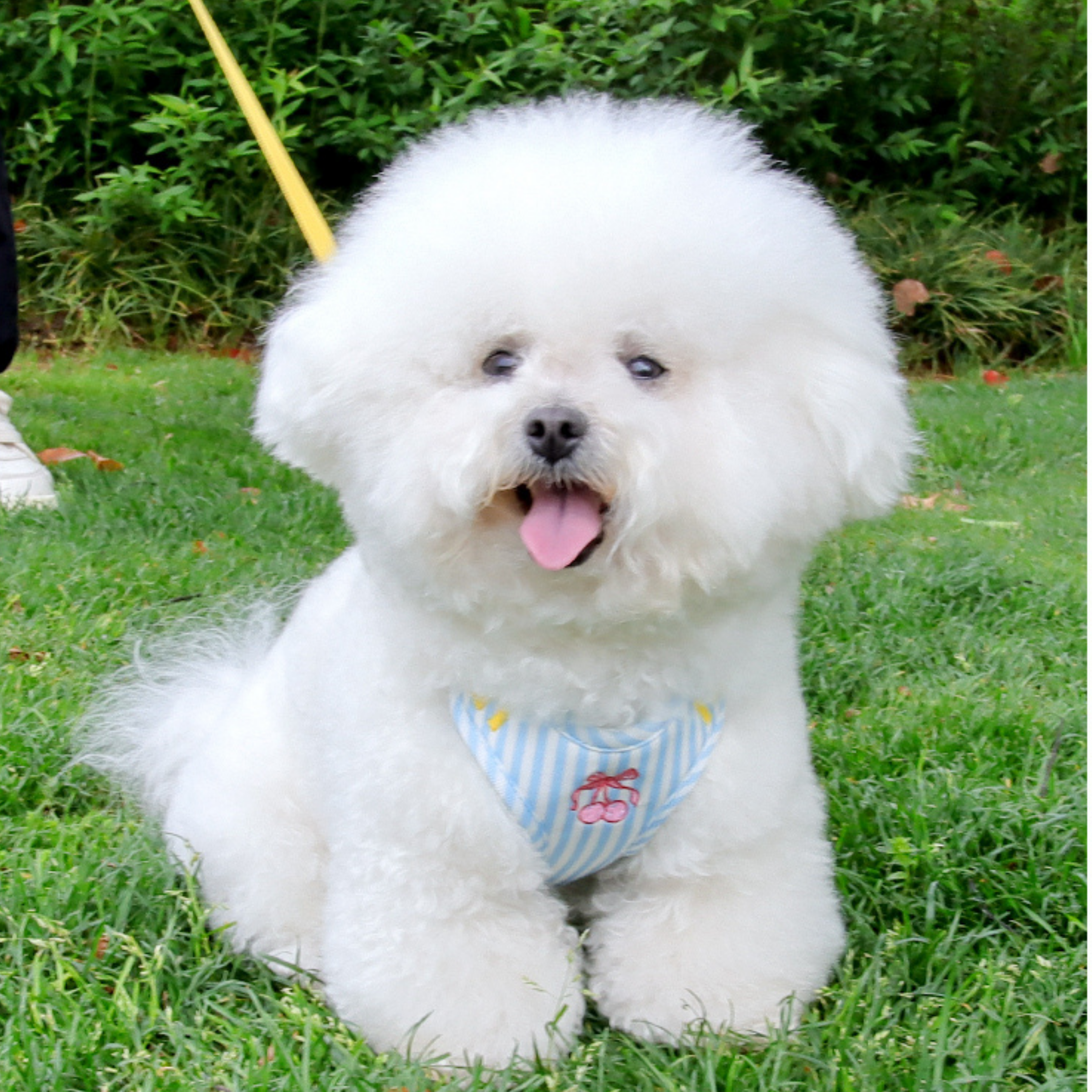 Maltipoodle