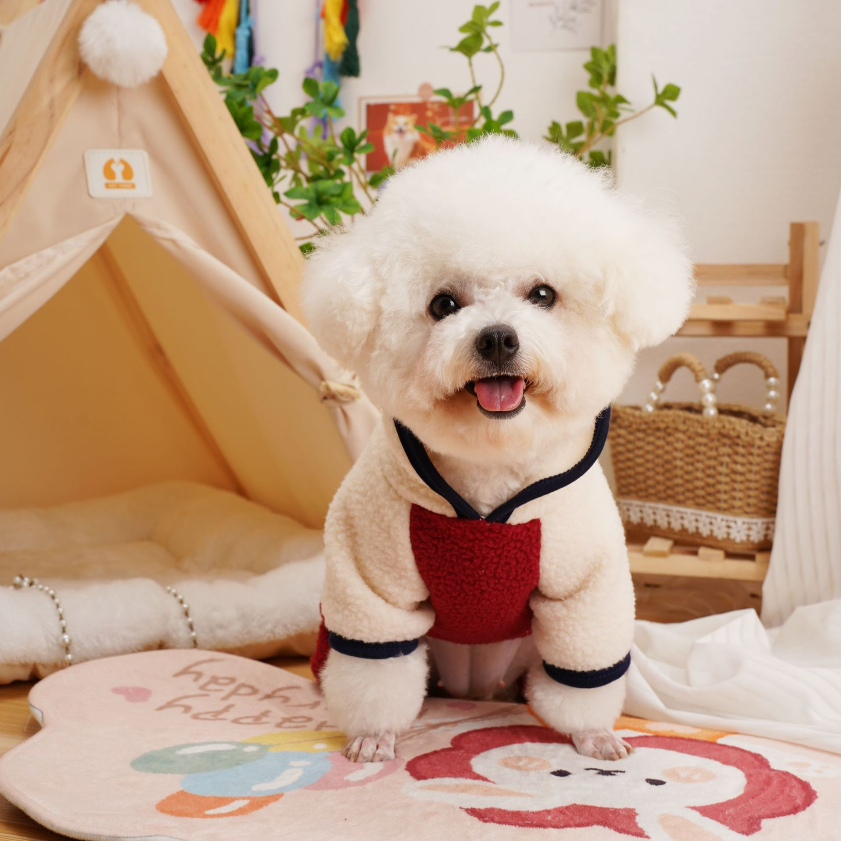 Maltipoodle