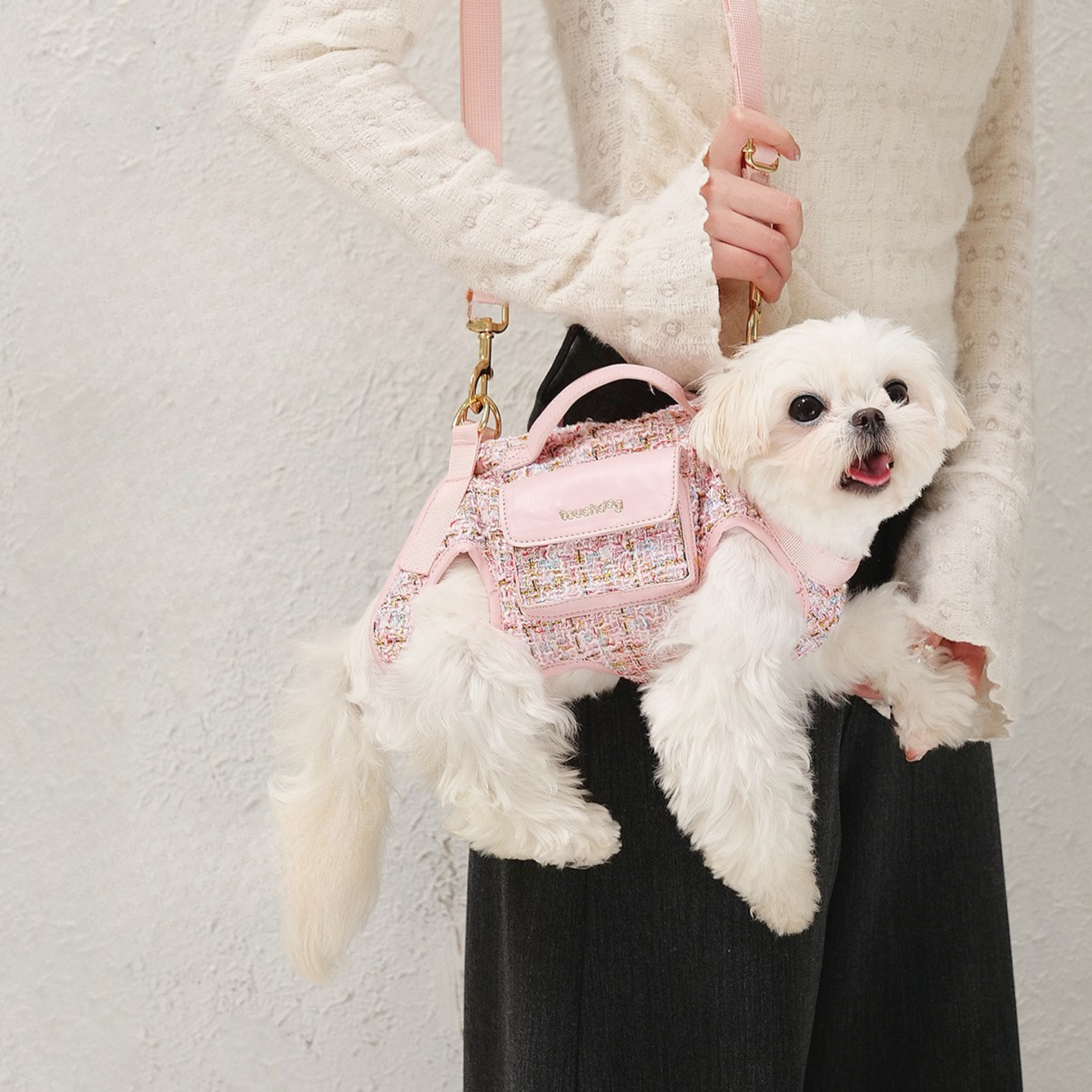 Maltipoodle