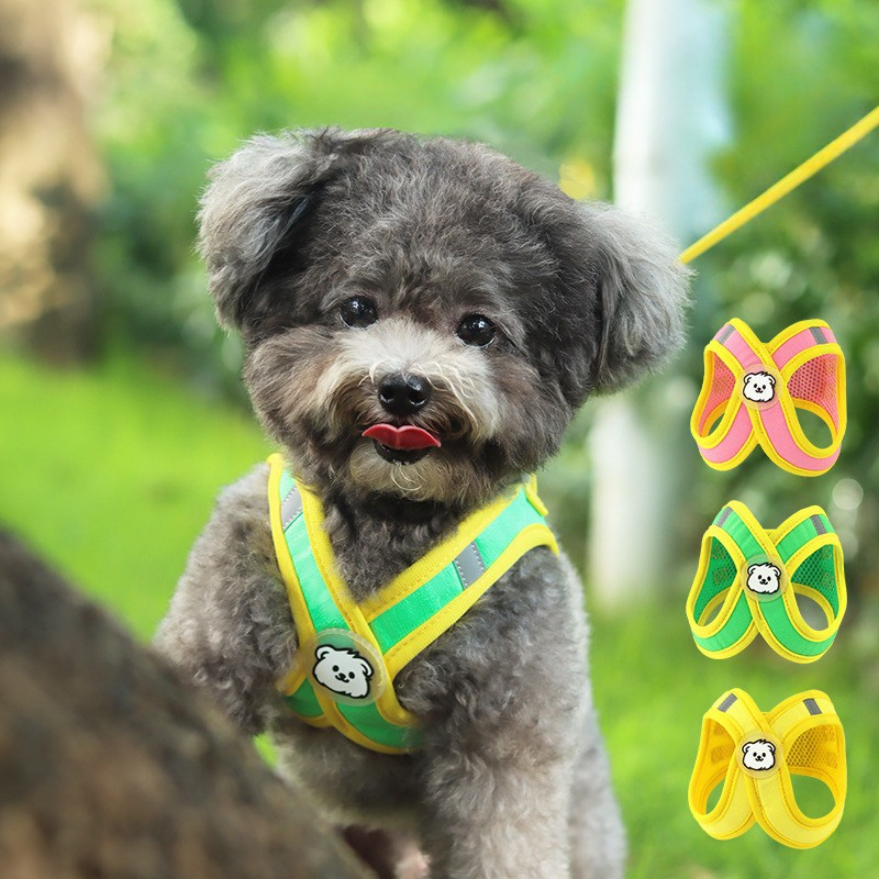 Maltipoodle
