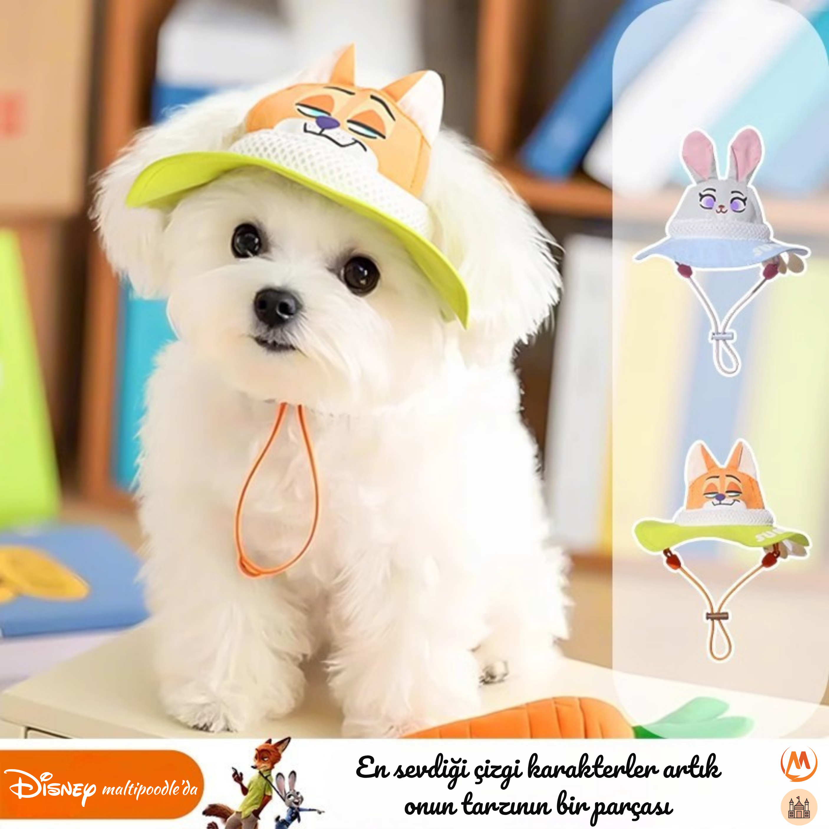 Maltipoodle