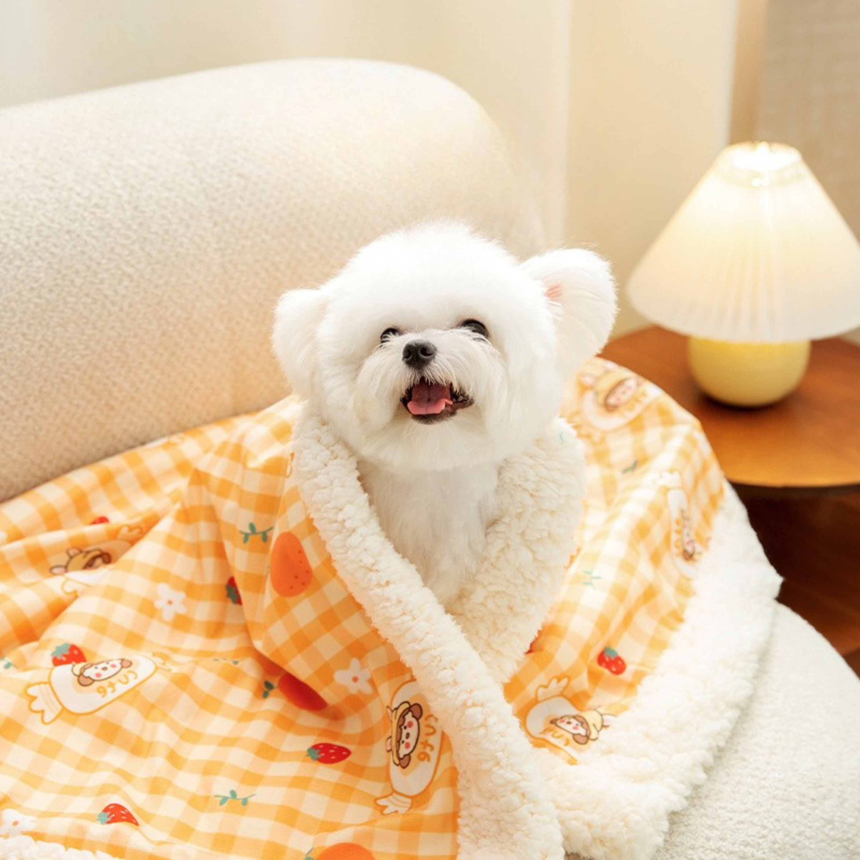 Maltipoodle