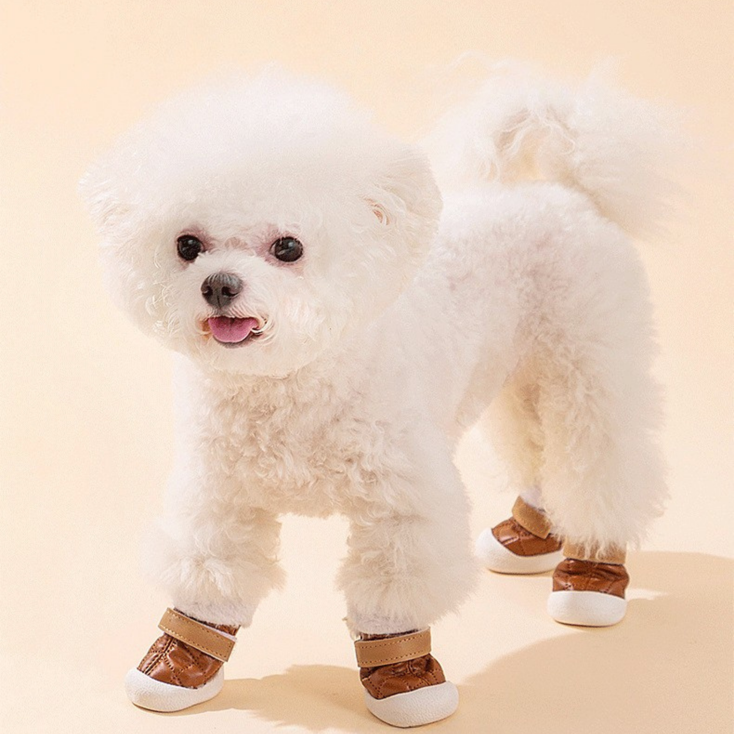 Maltipoodle