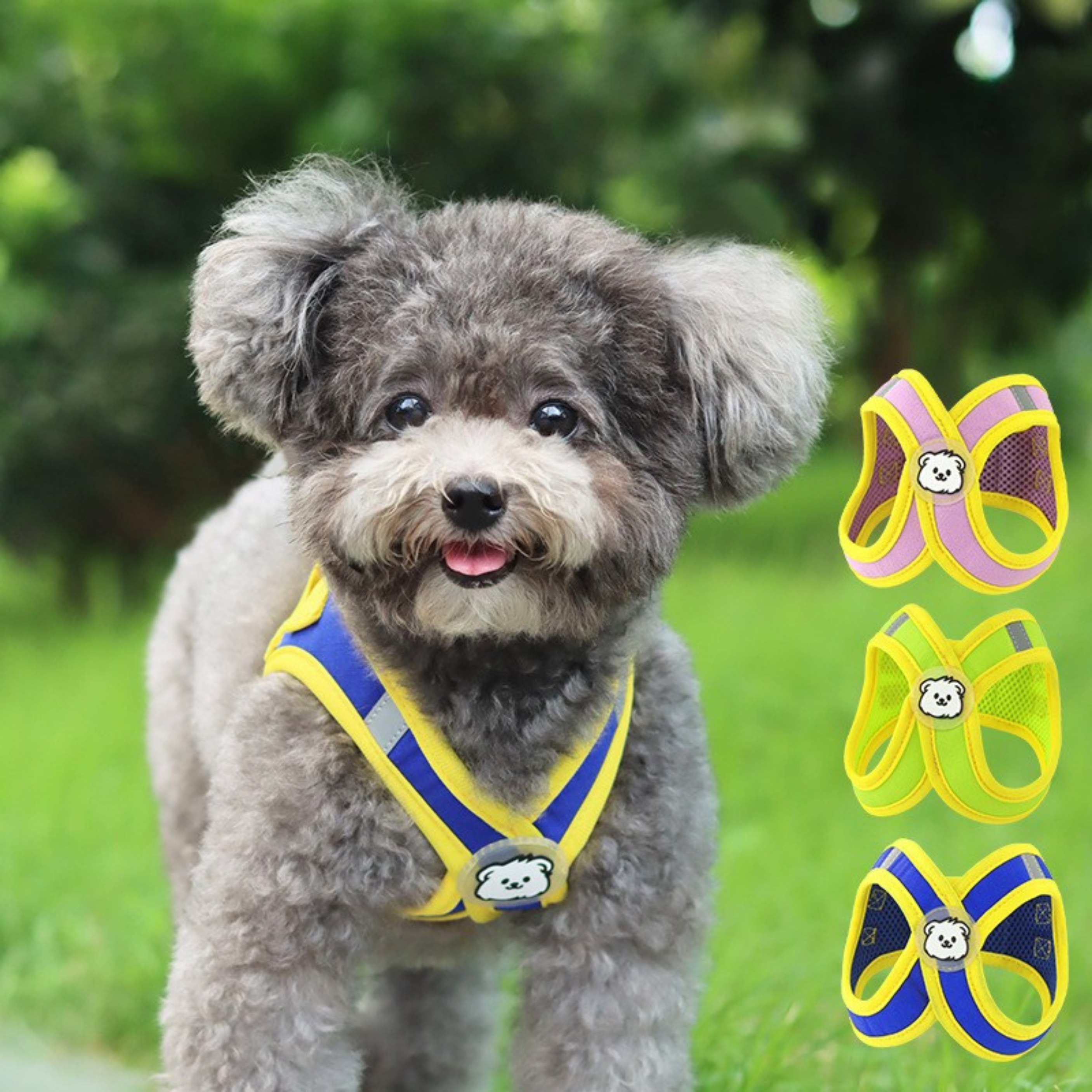 Maltipoodle