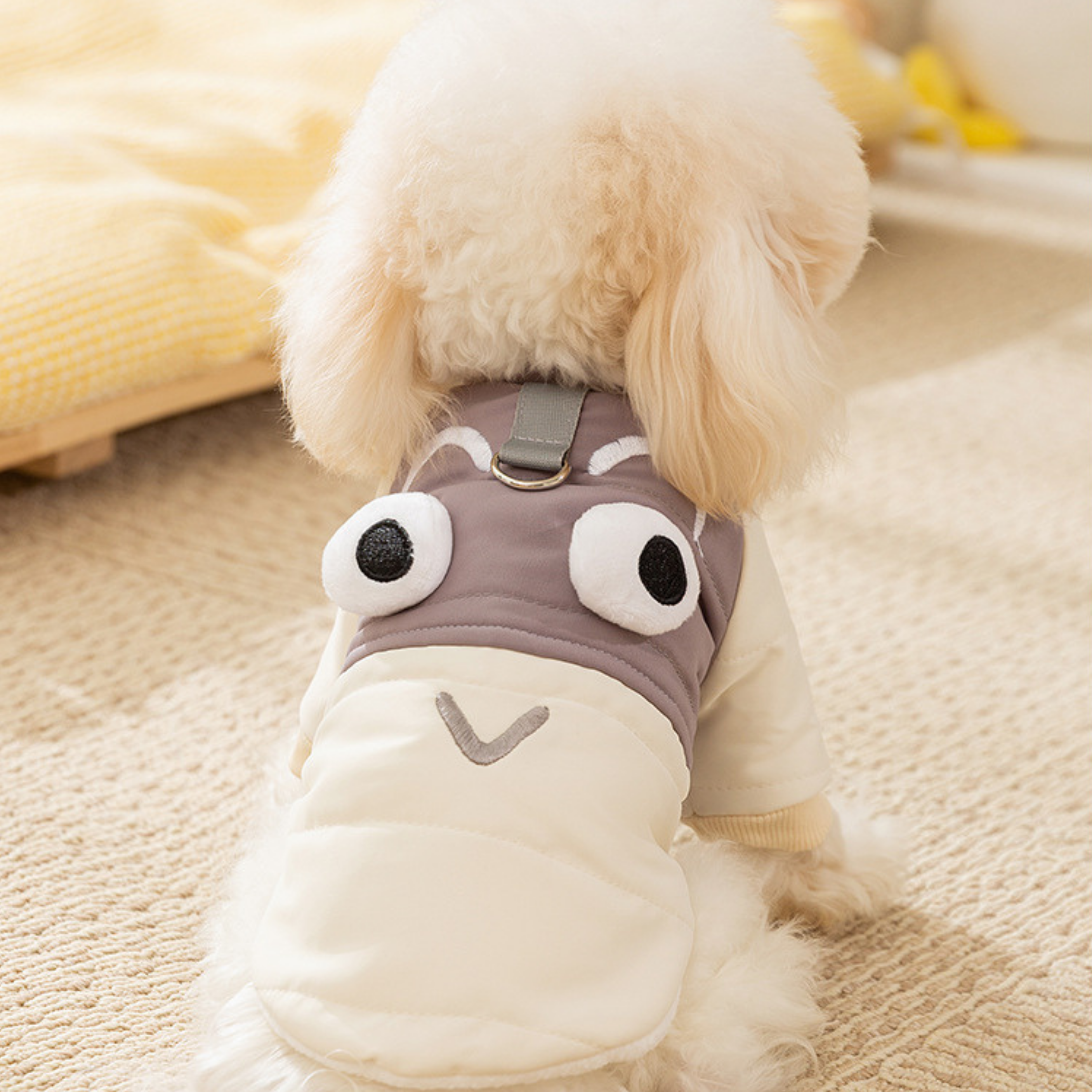Maltipoodle