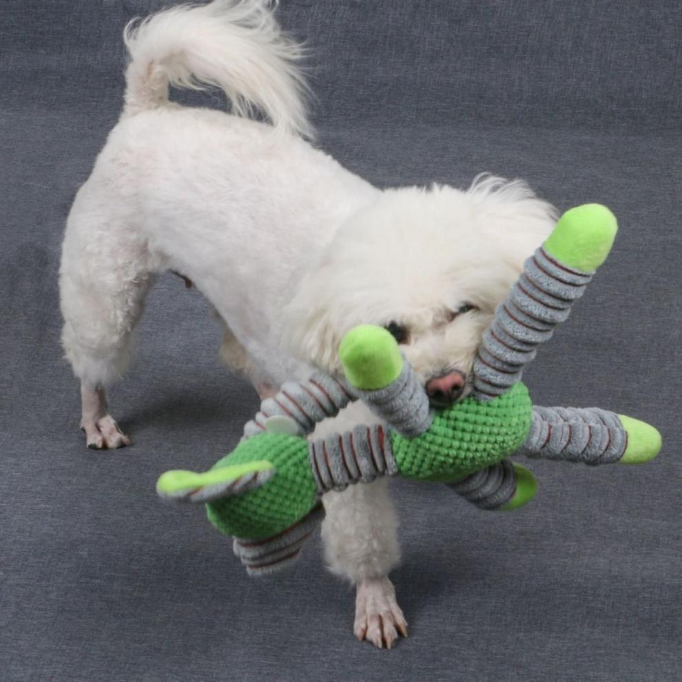 Maltipoodle