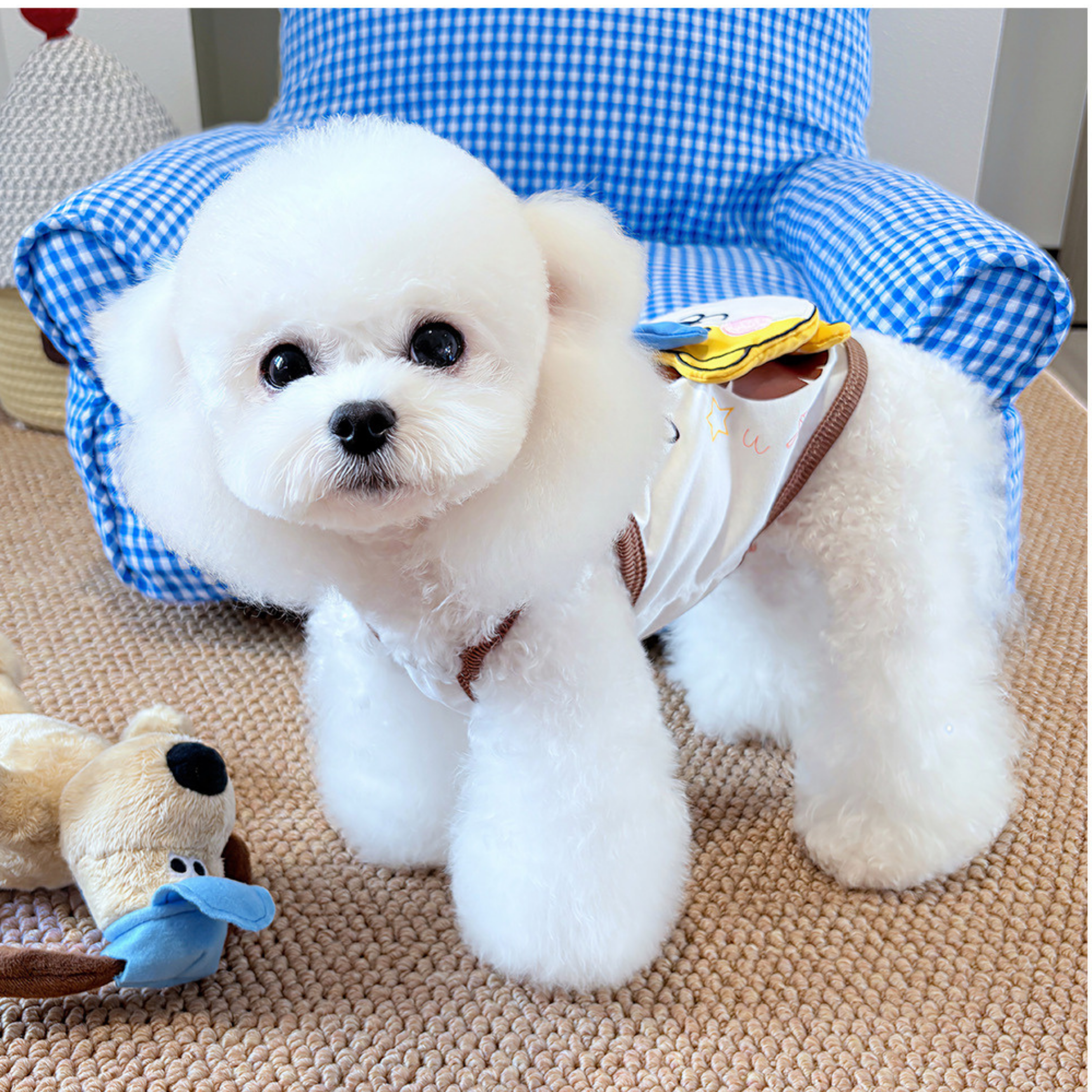 Maltipoodle