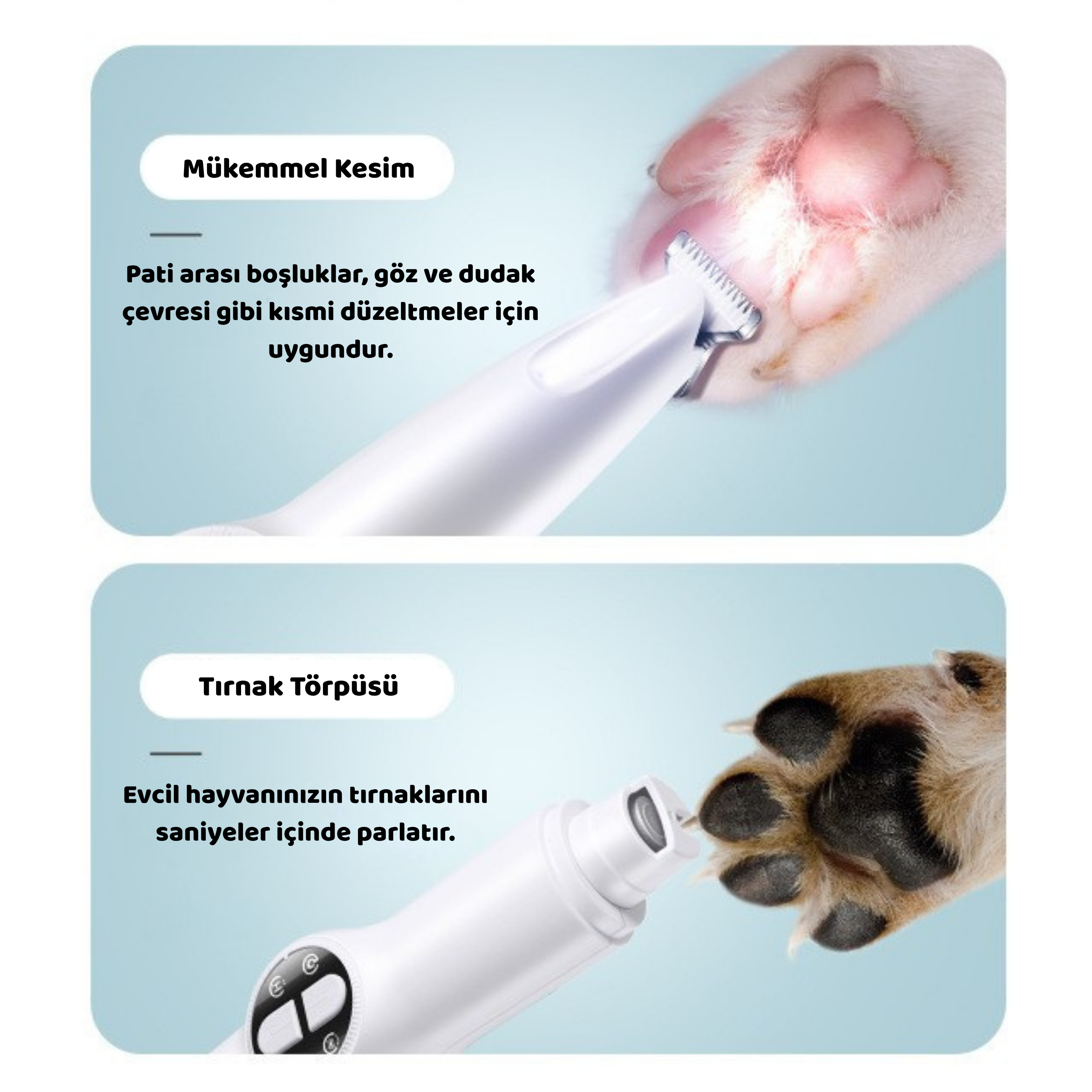 Maltipoodle