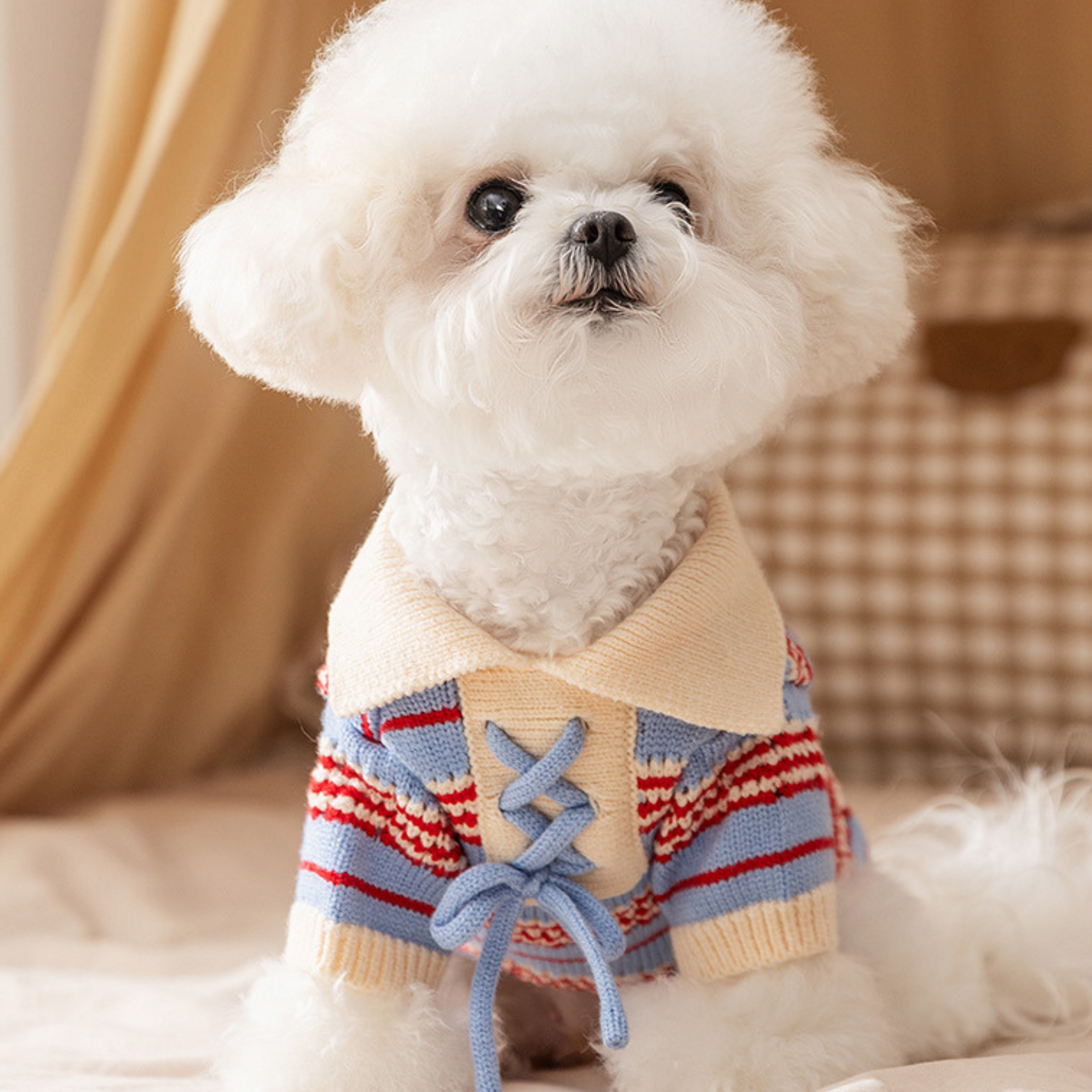 Maltipoodle