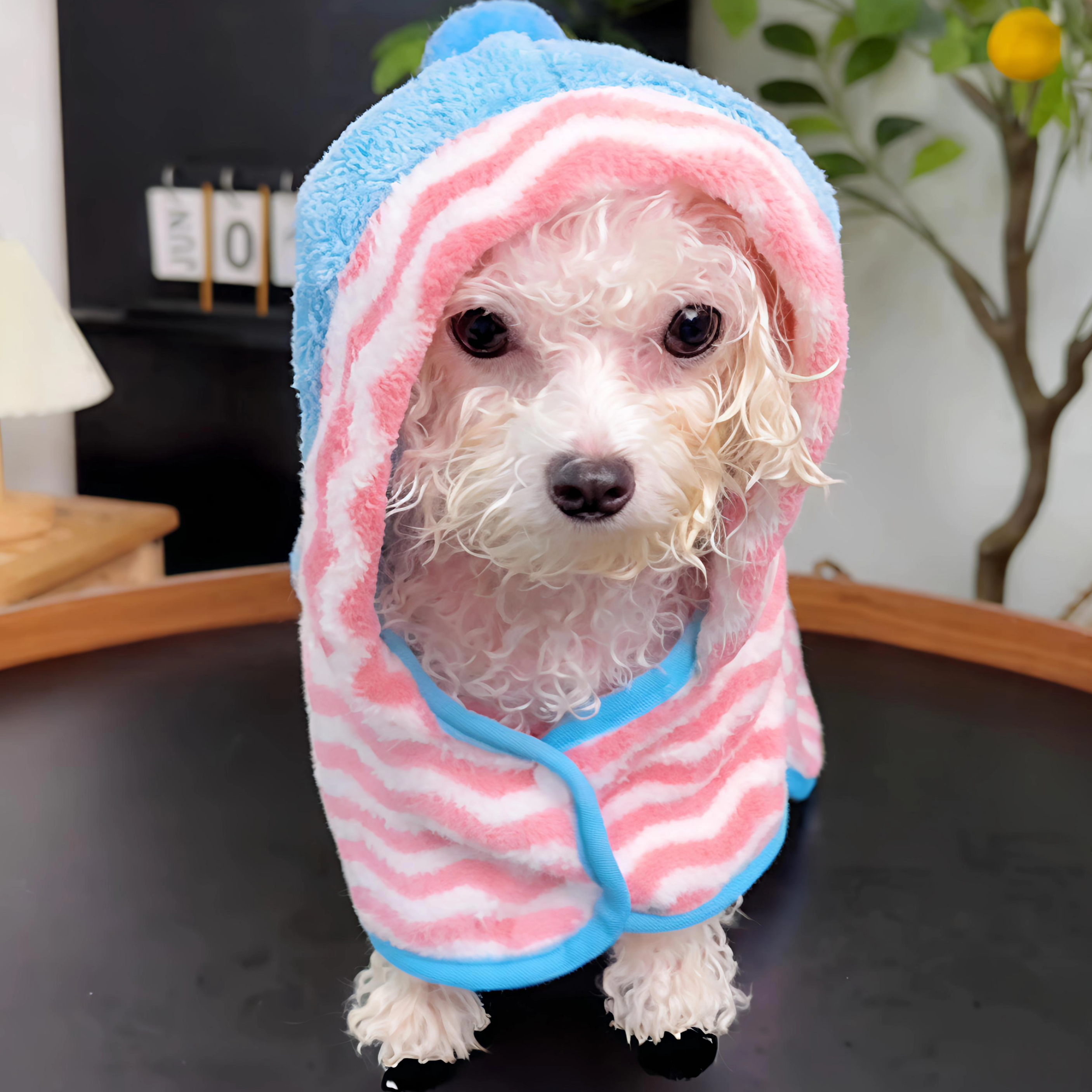 Maltipoodle