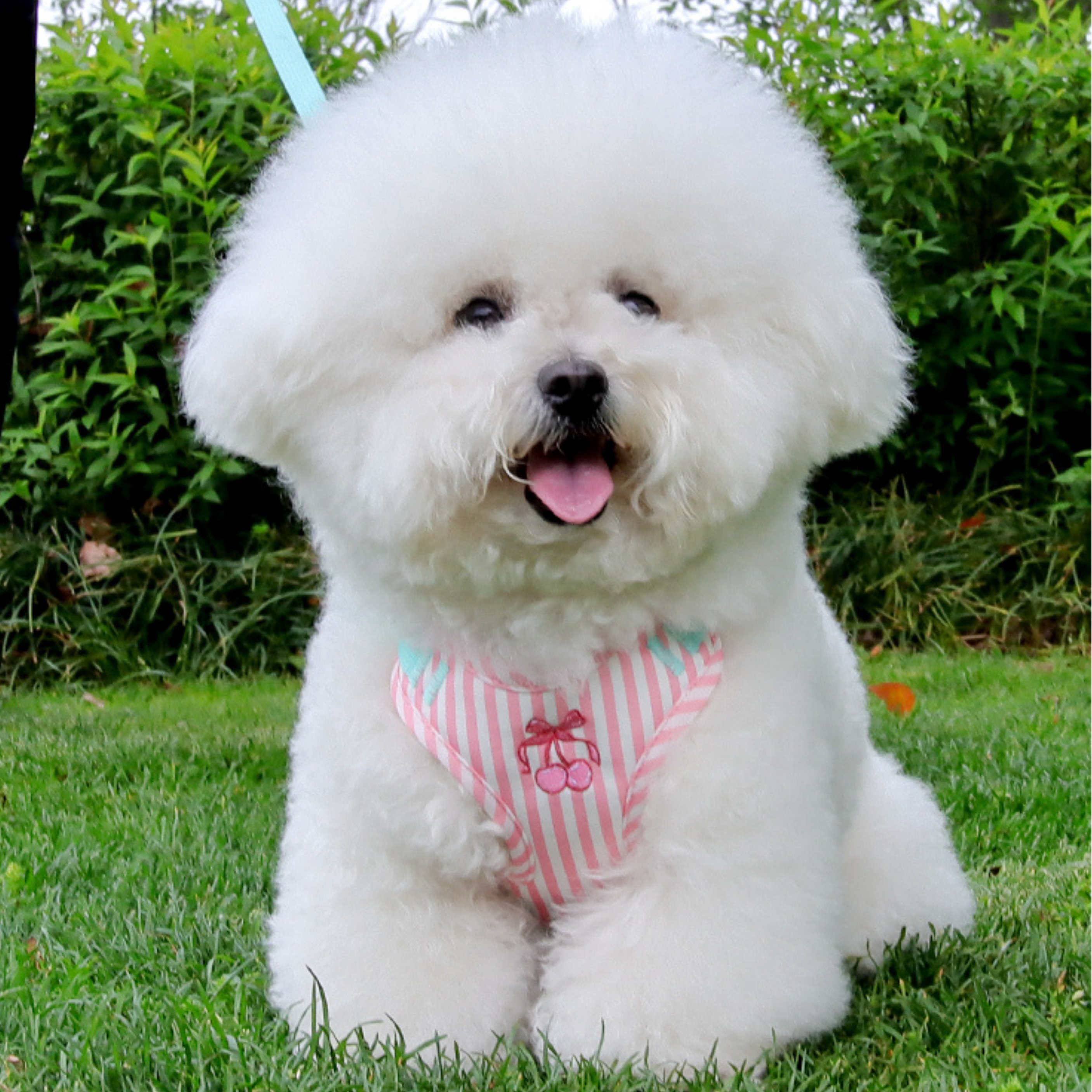 Maltipoodle