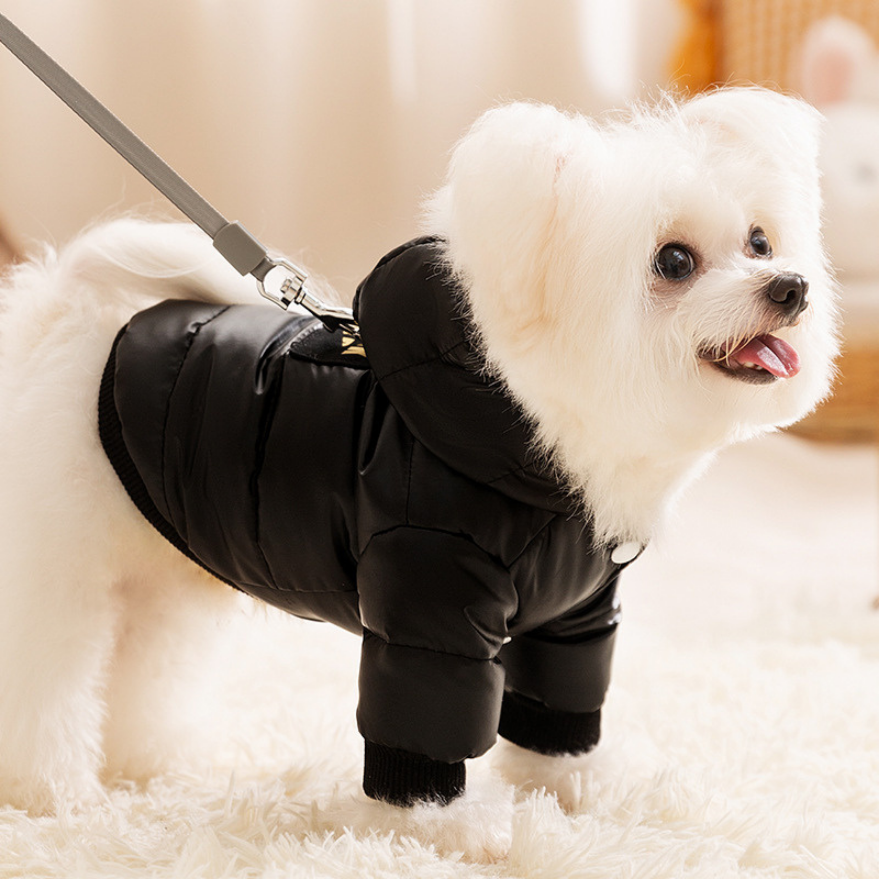 Maltipoodle