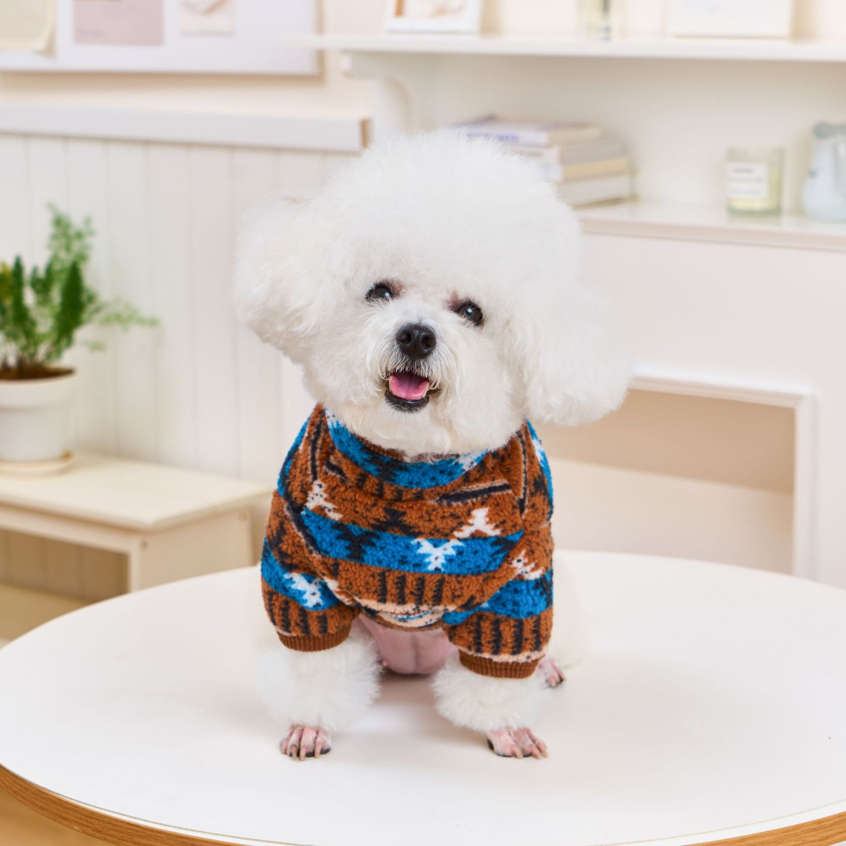 Anadolu Esintisi Köpek Polar