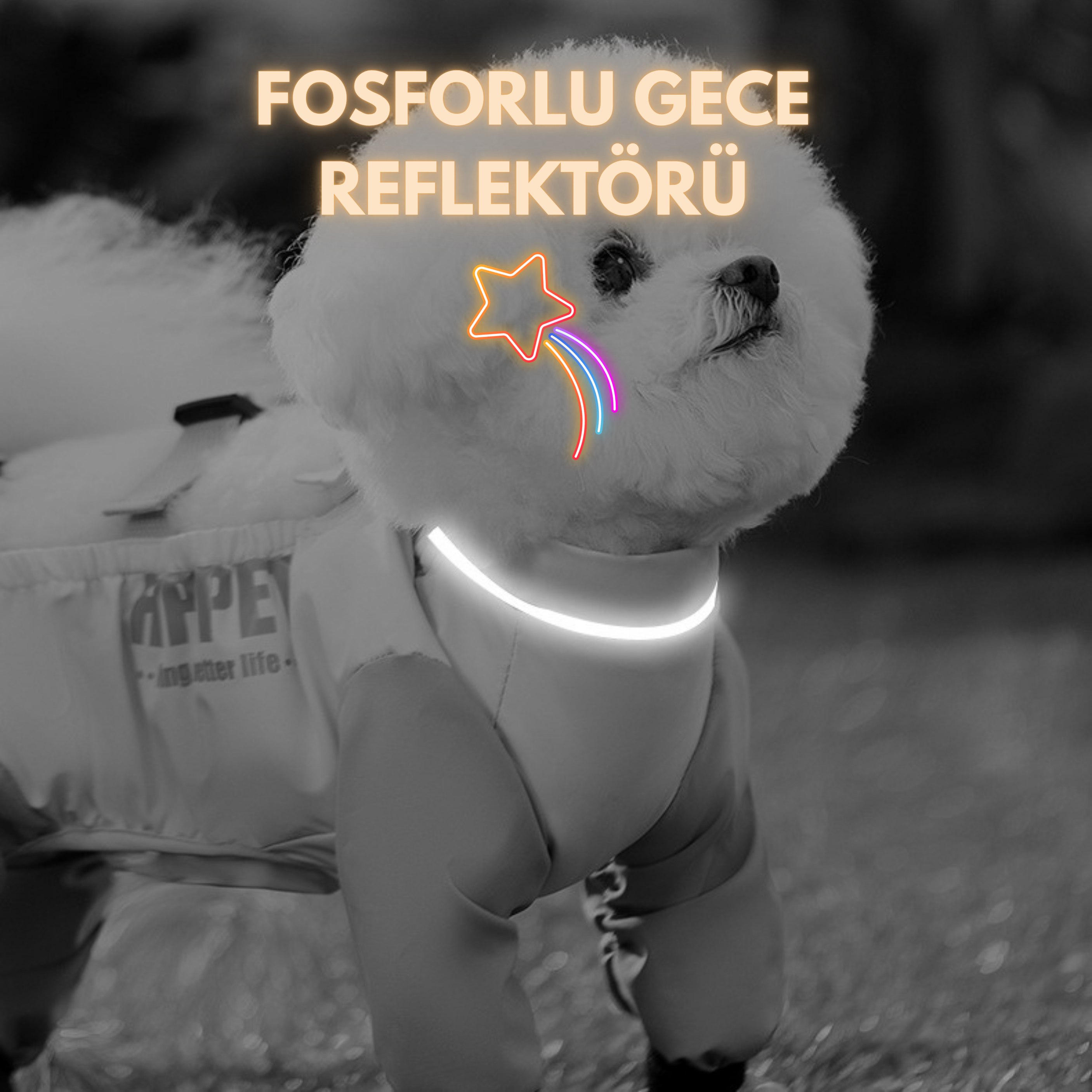 Maltipoodle