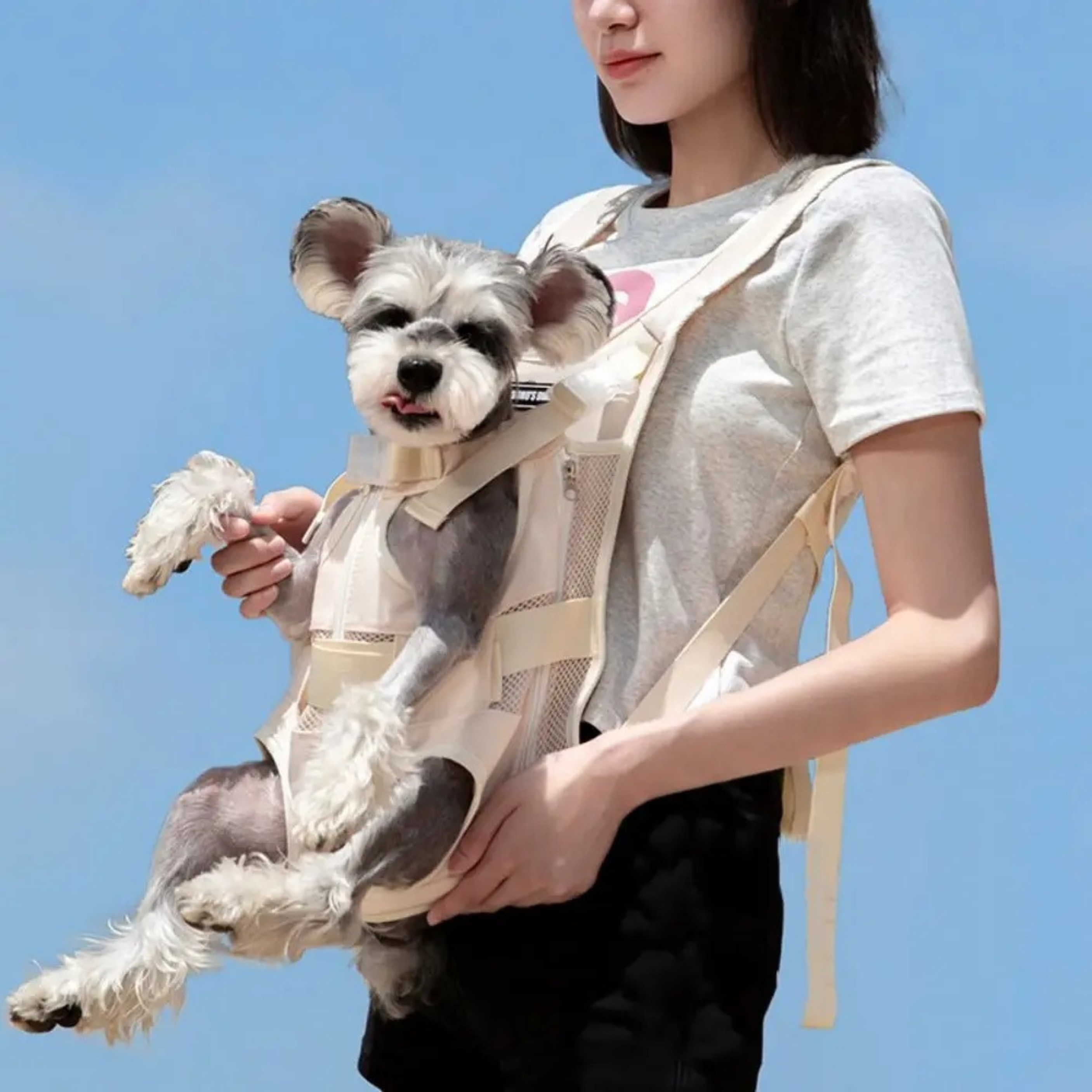 Maltipoodle