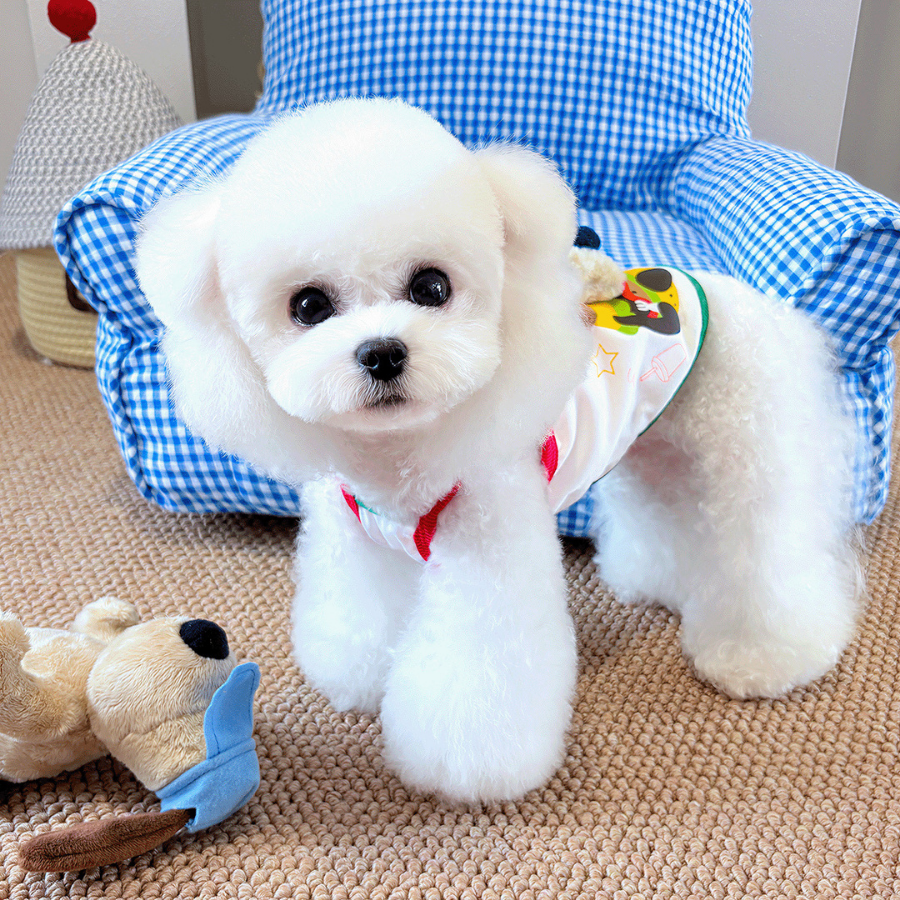 Maltipoodle