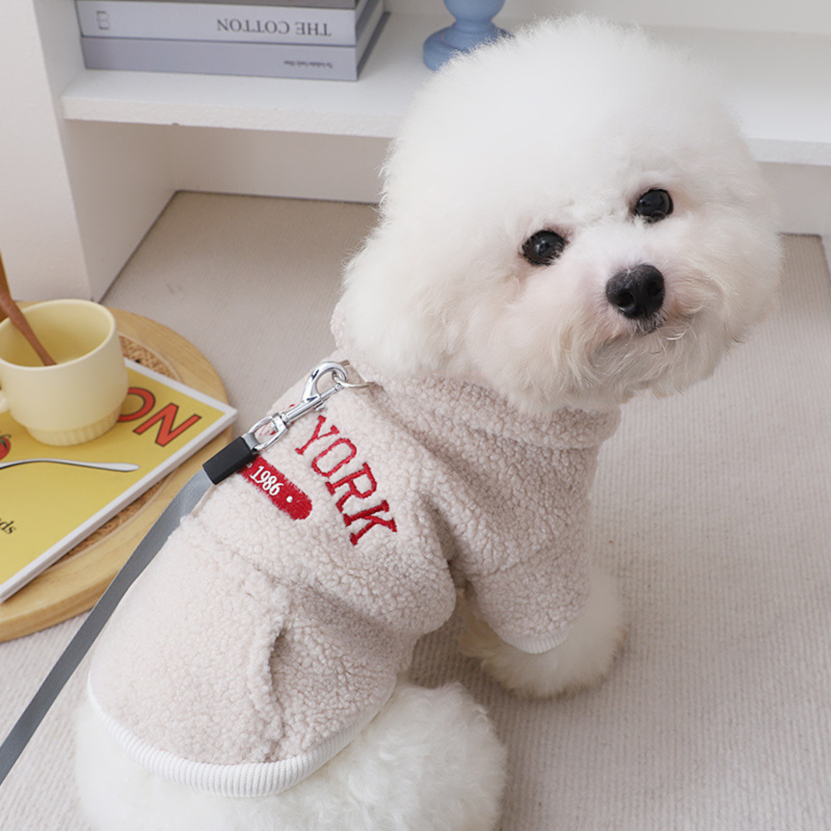Maltipoodle