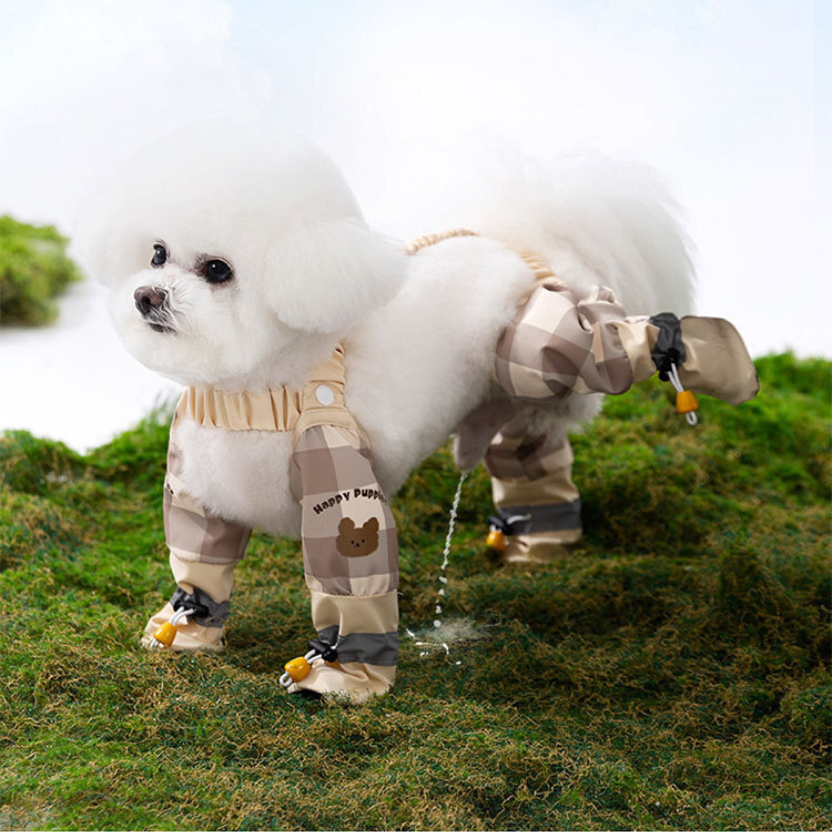 Maltipoodle