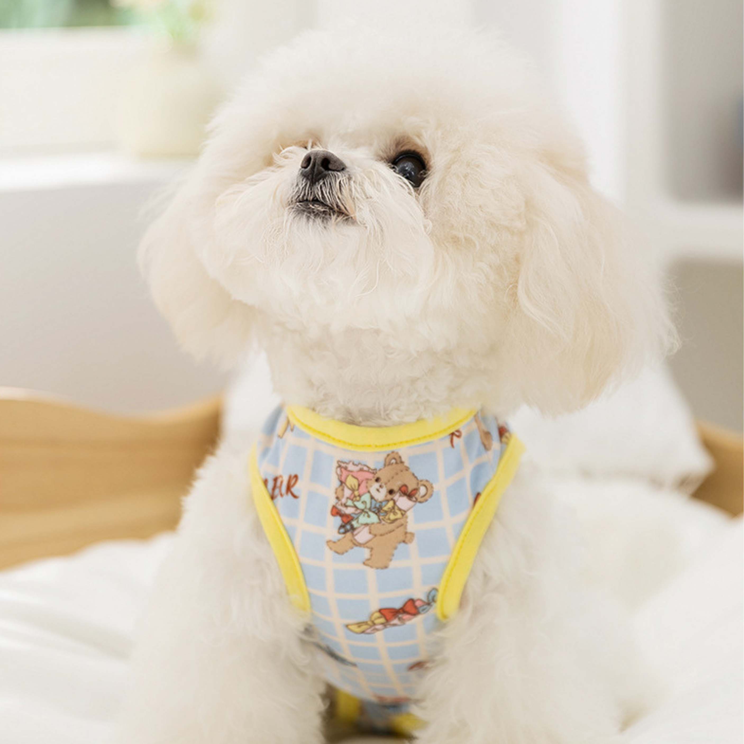 Maltipoodle