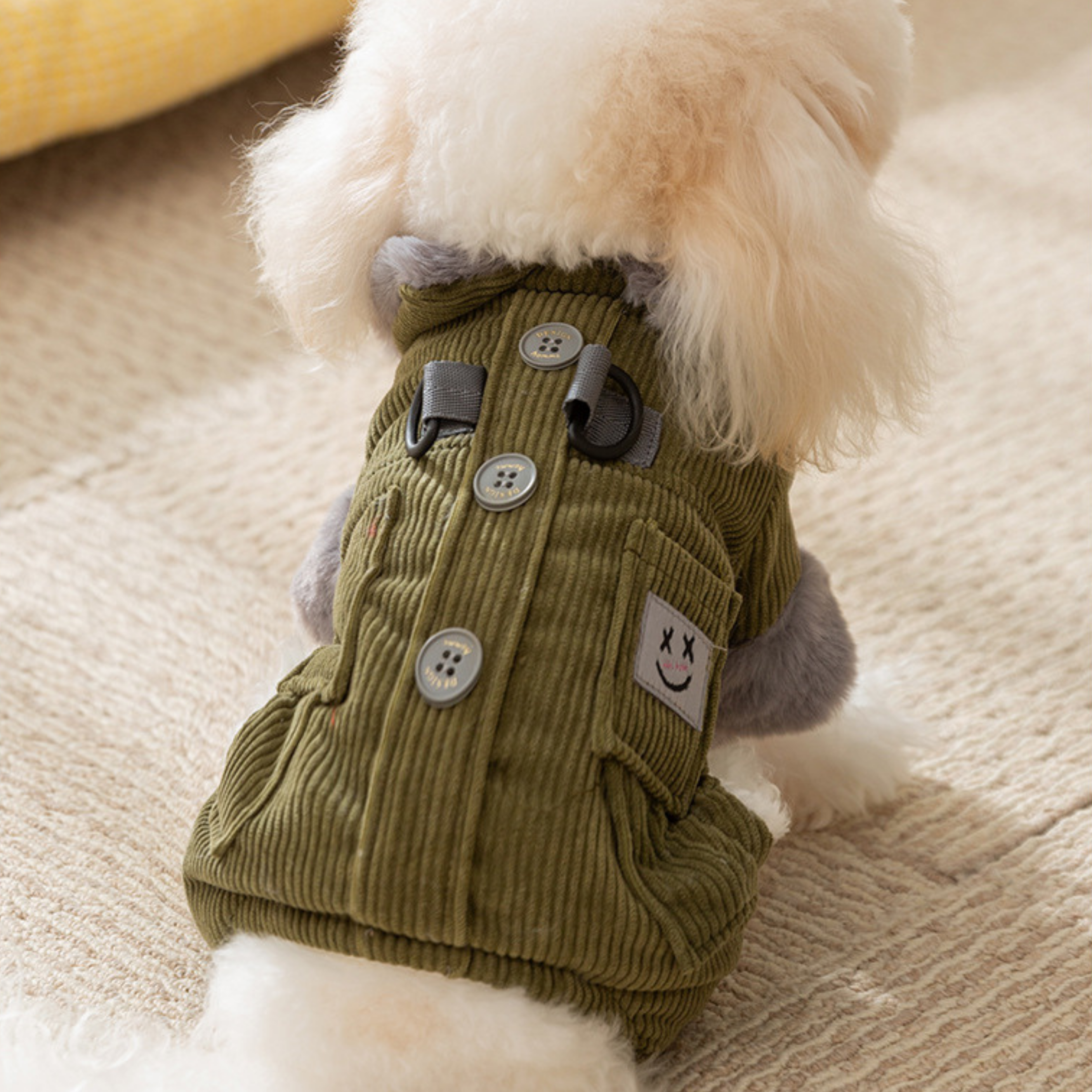 Maltipoodle