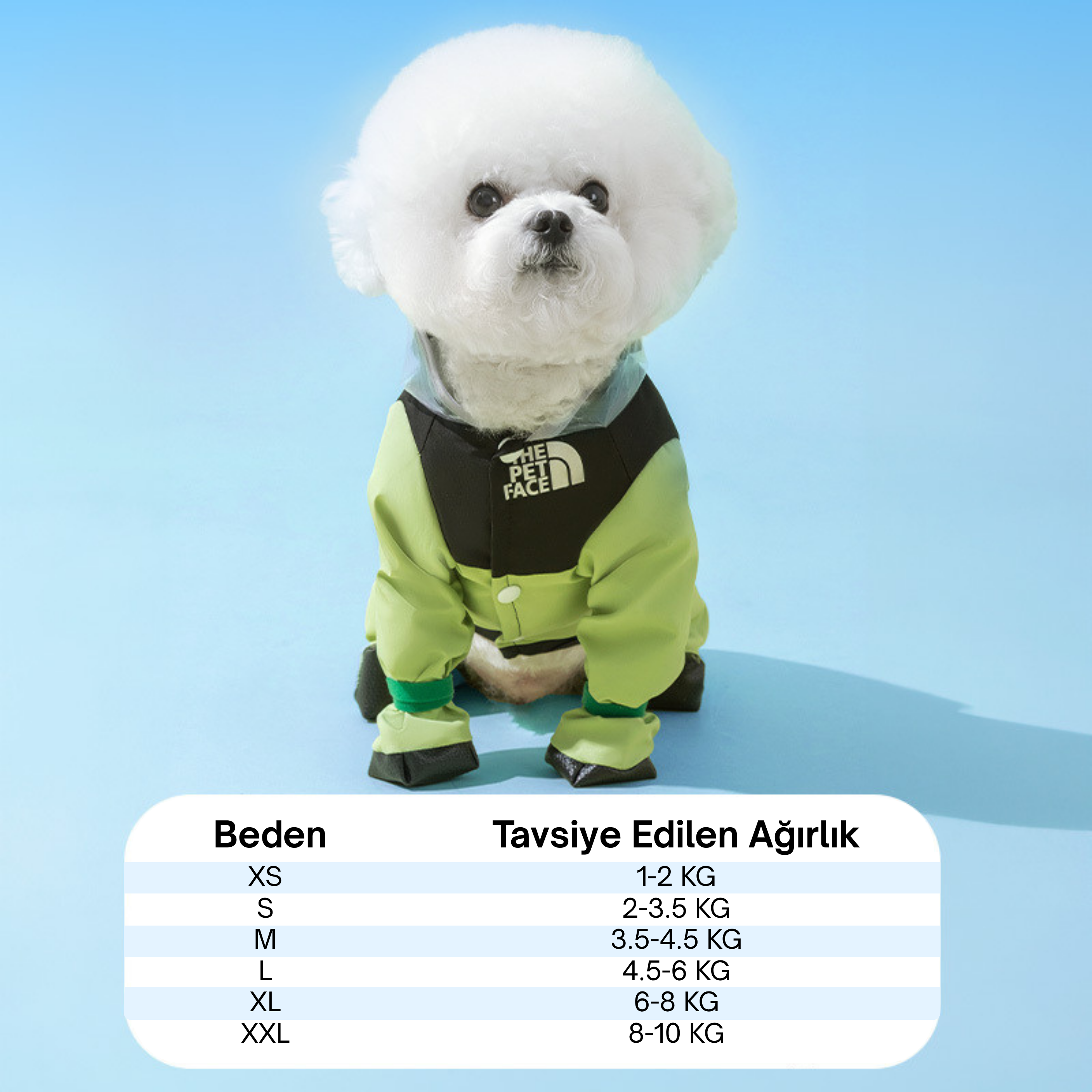 Maltipoodle