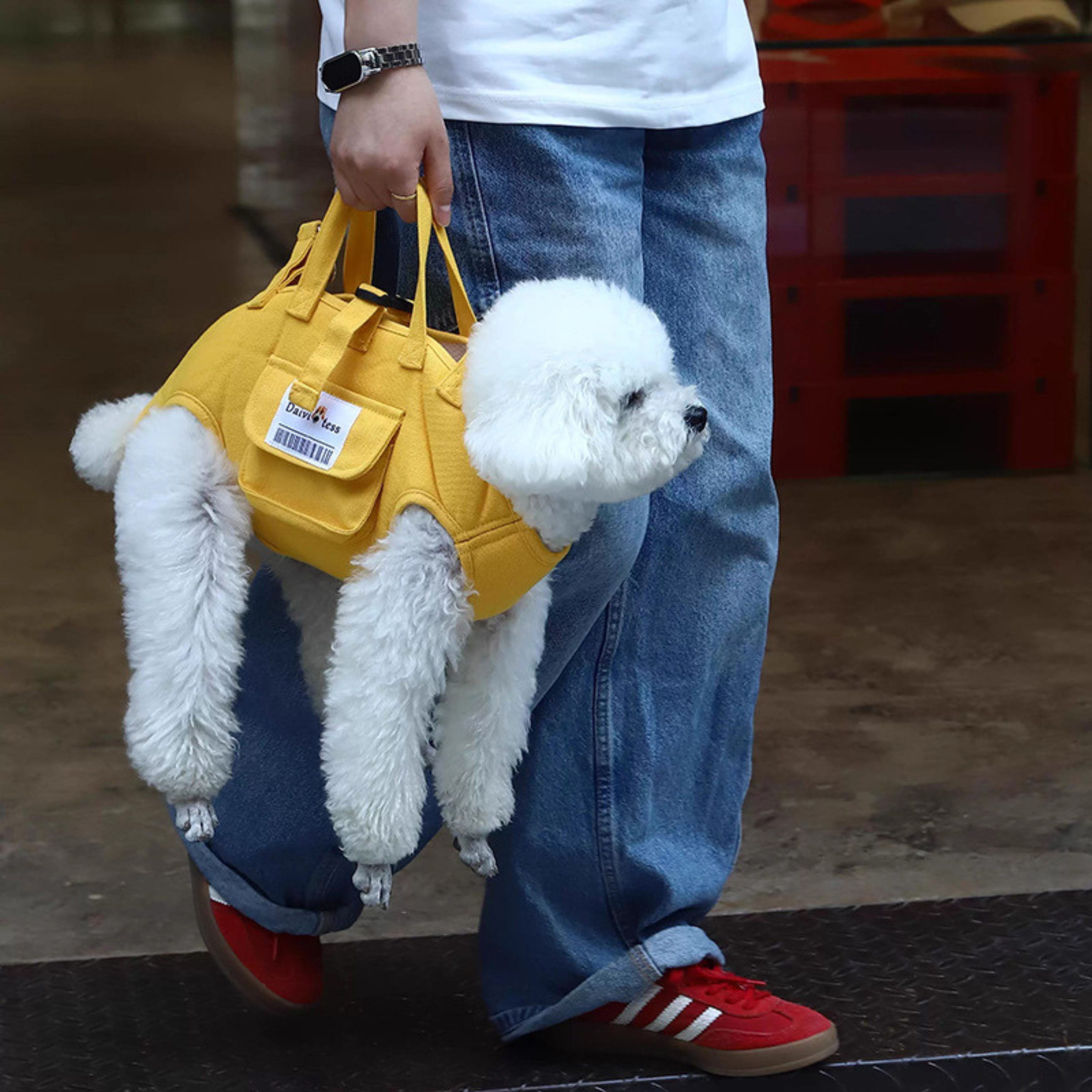 Maltipoodle