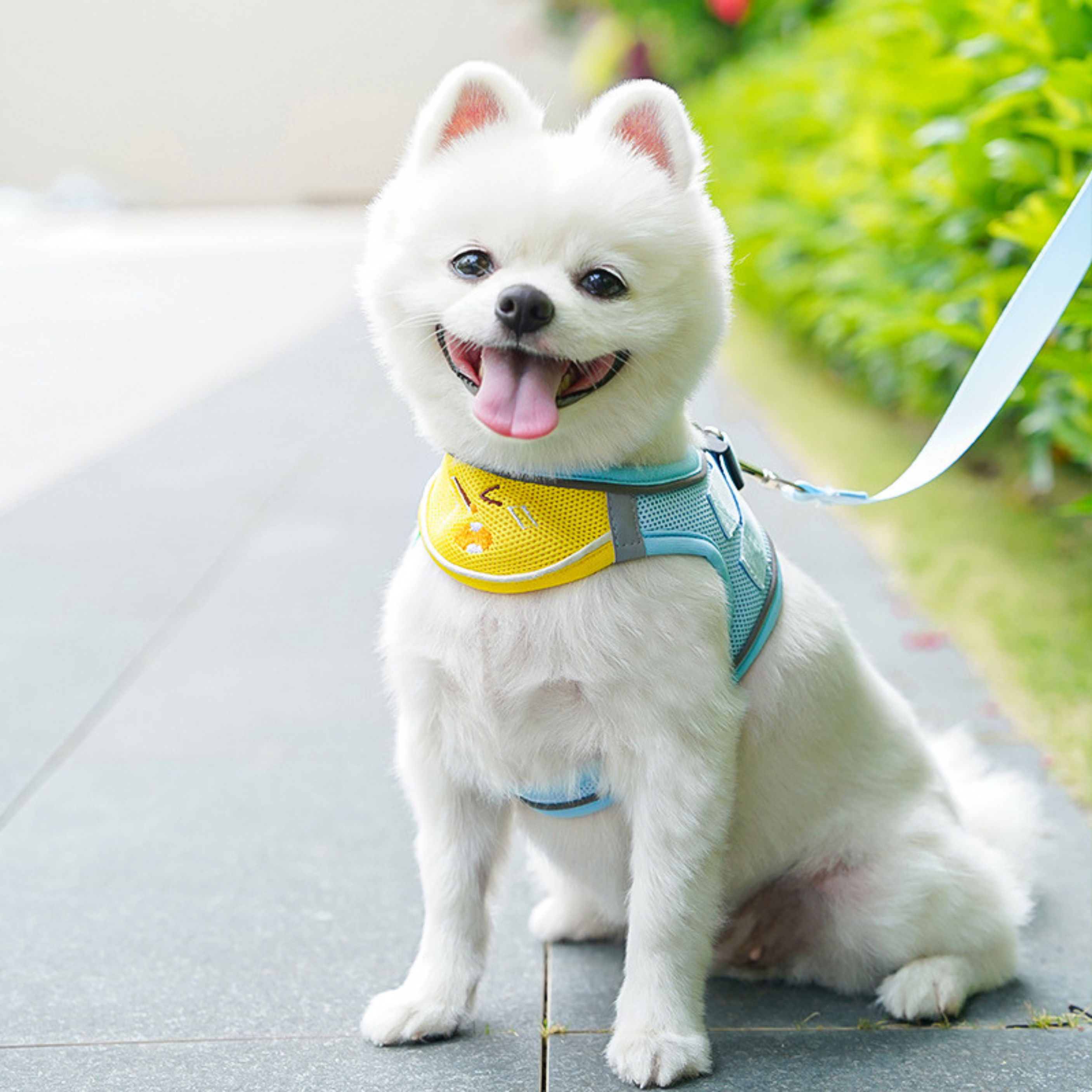 Maltipoodle