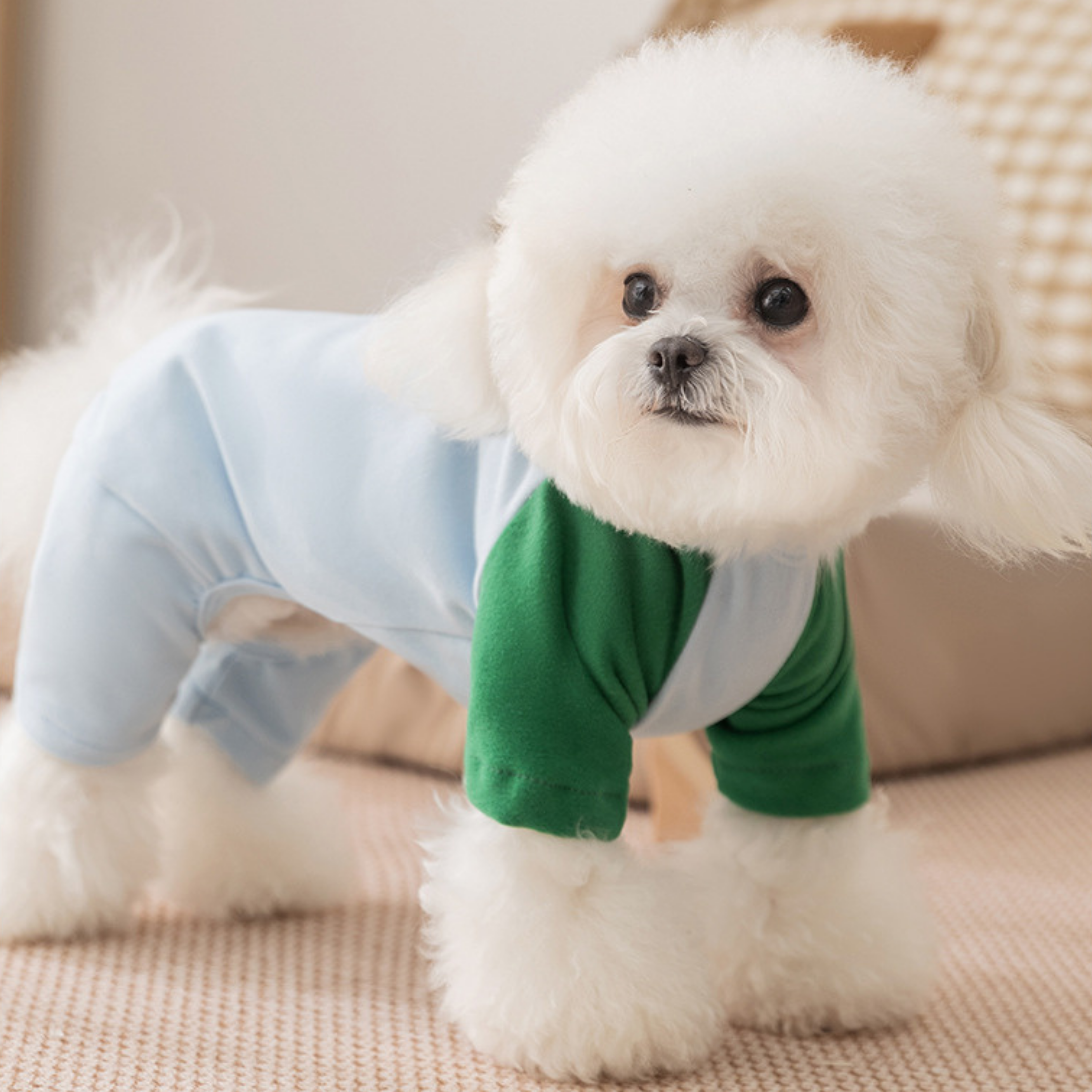 Maltipoodle