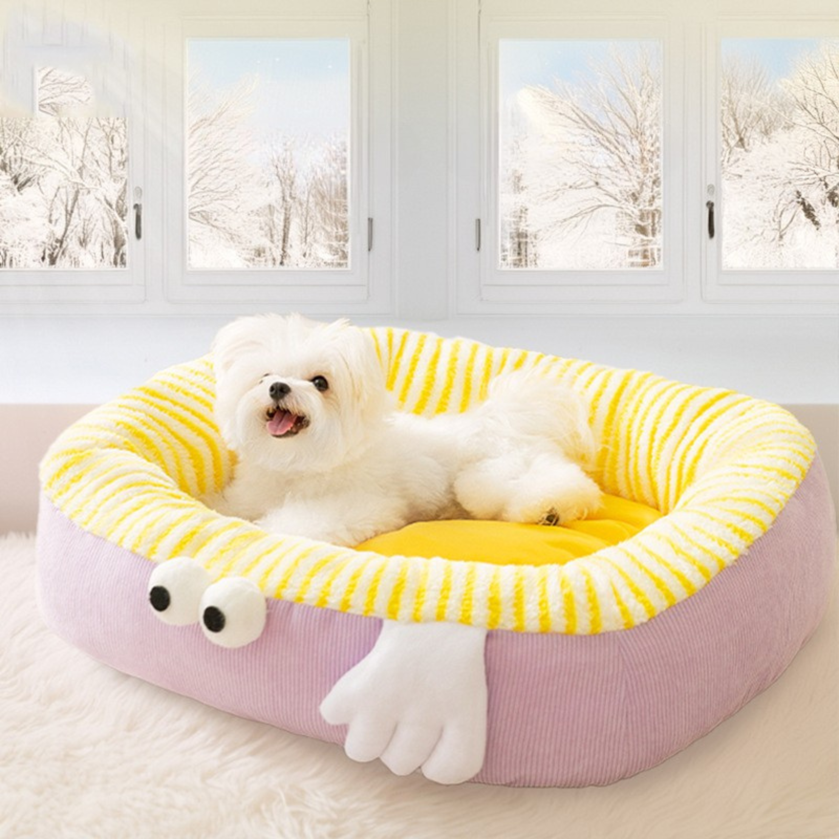Maltipoodle