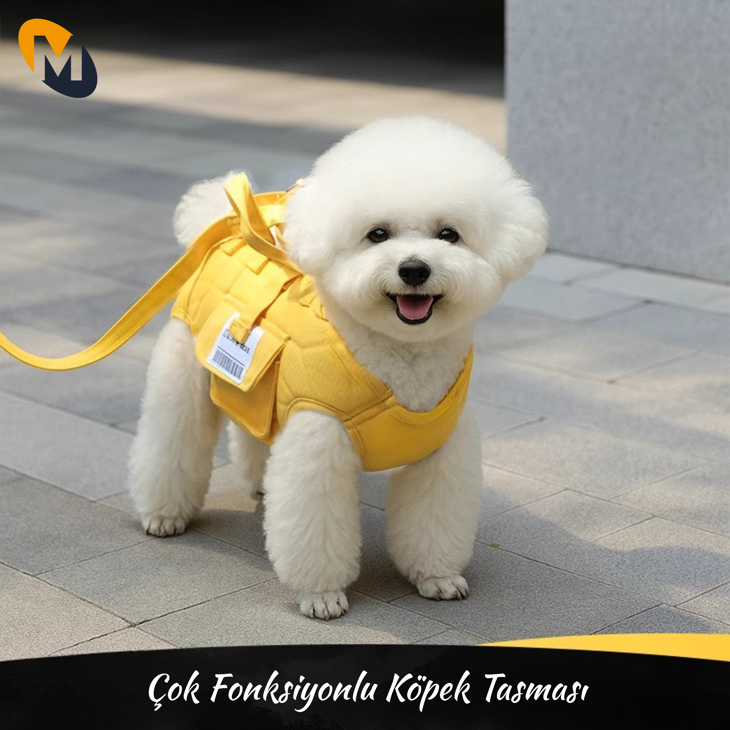 Maltipoodle