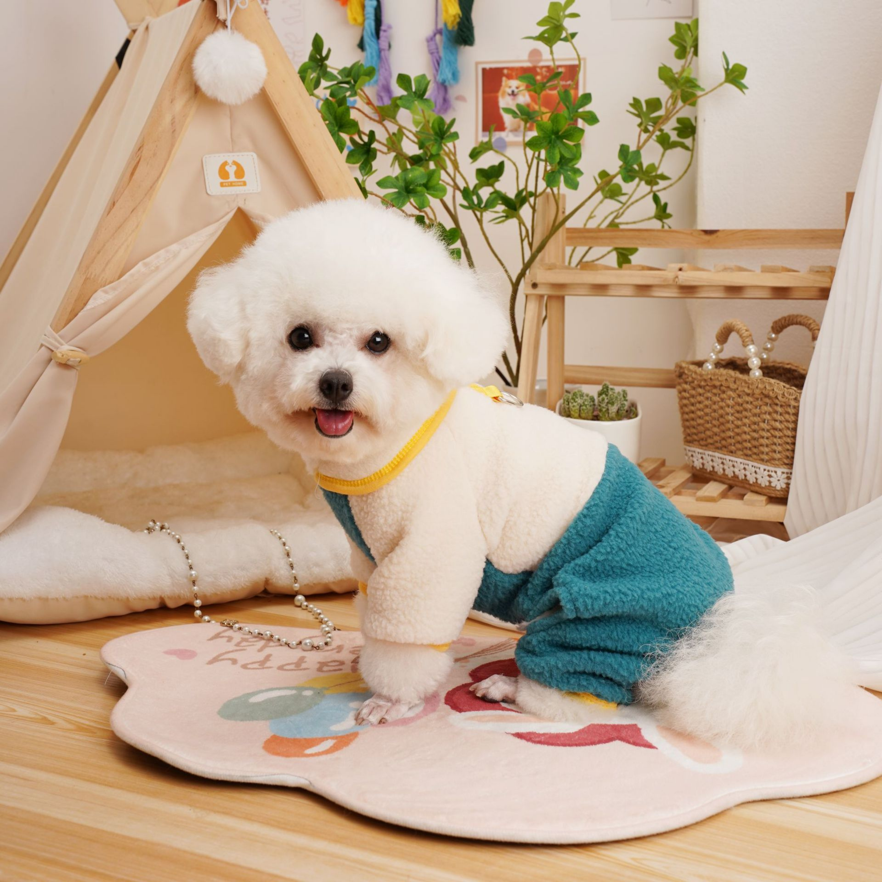 Maltipoodle