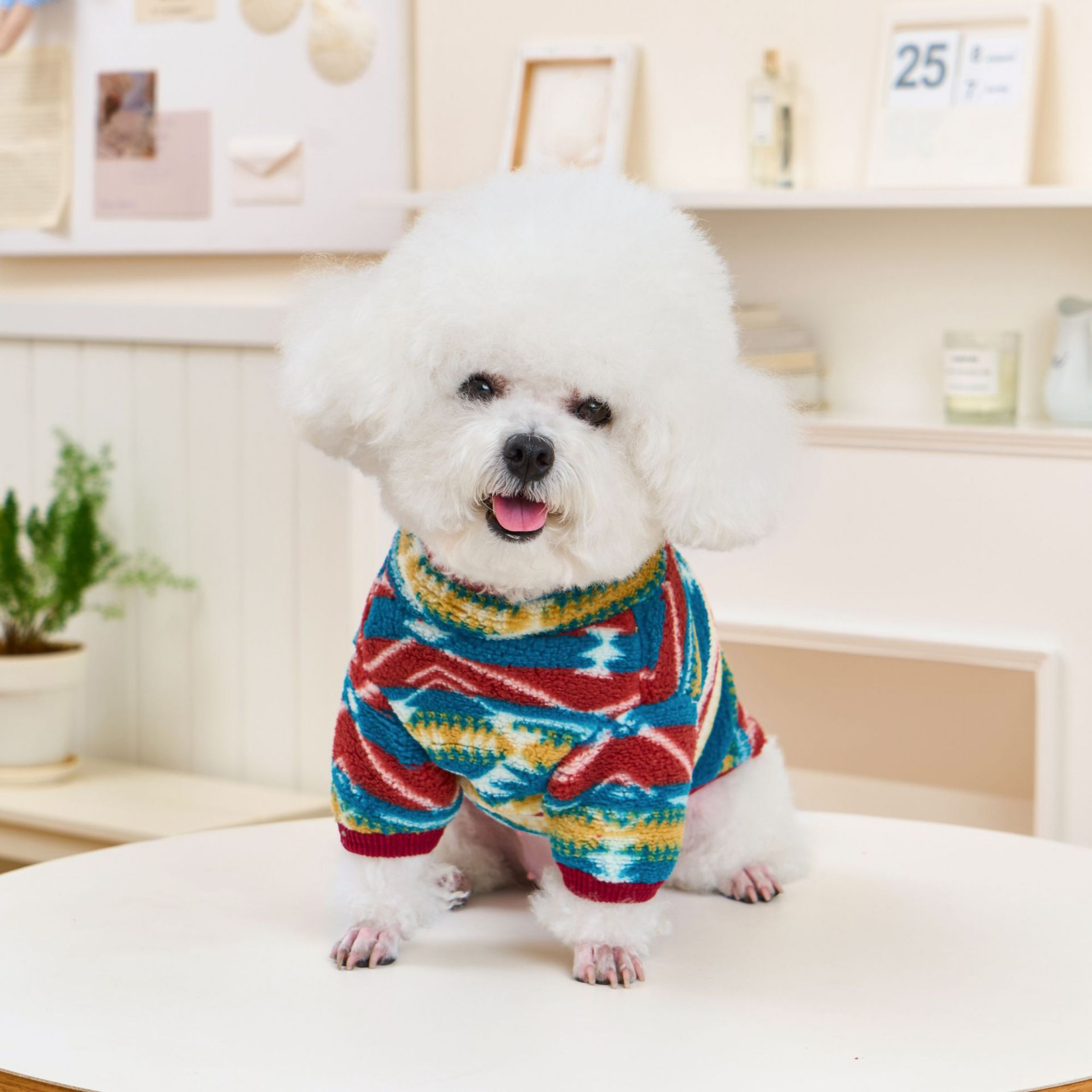 Anadolu Esintisi Köpek Polar