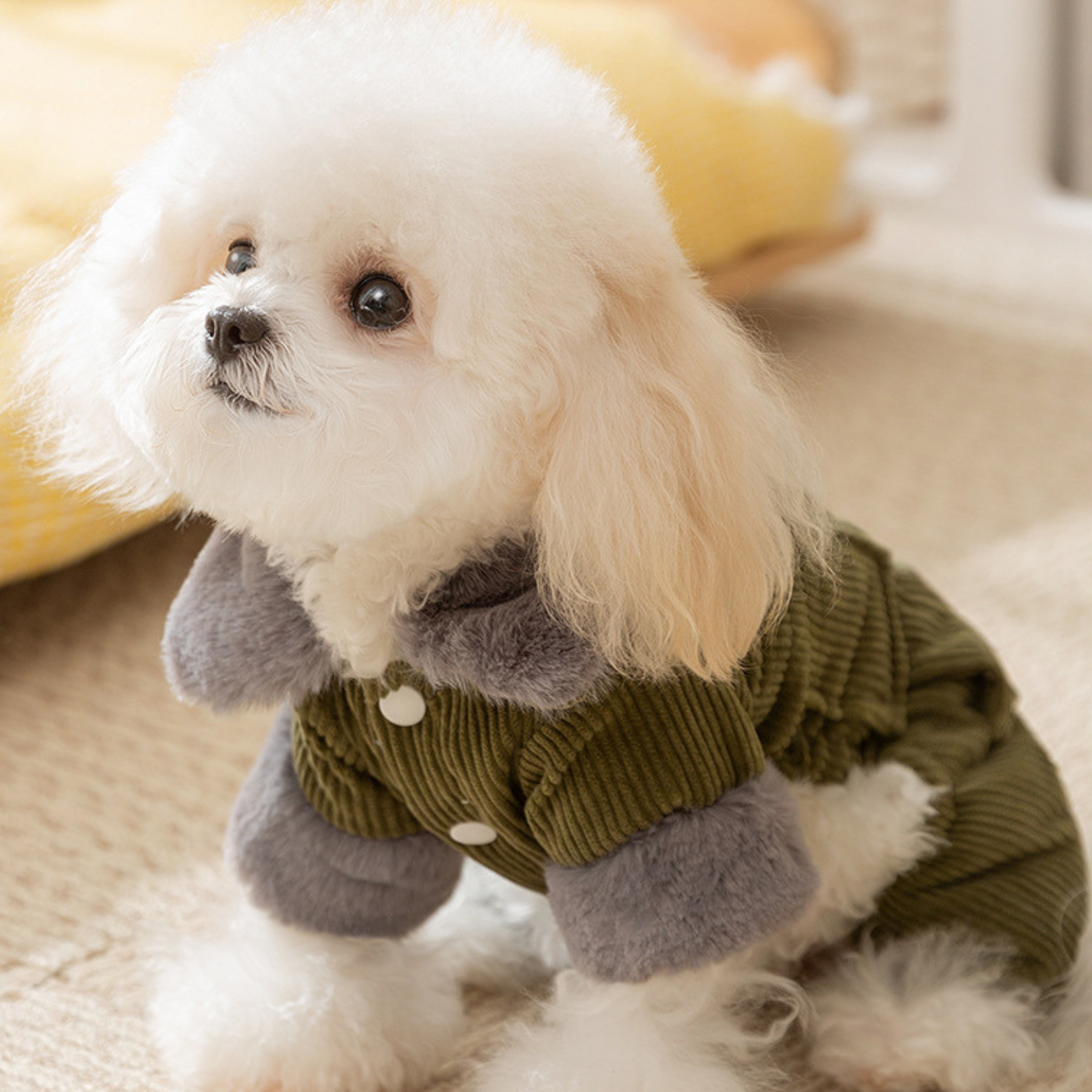 Maltipoodle