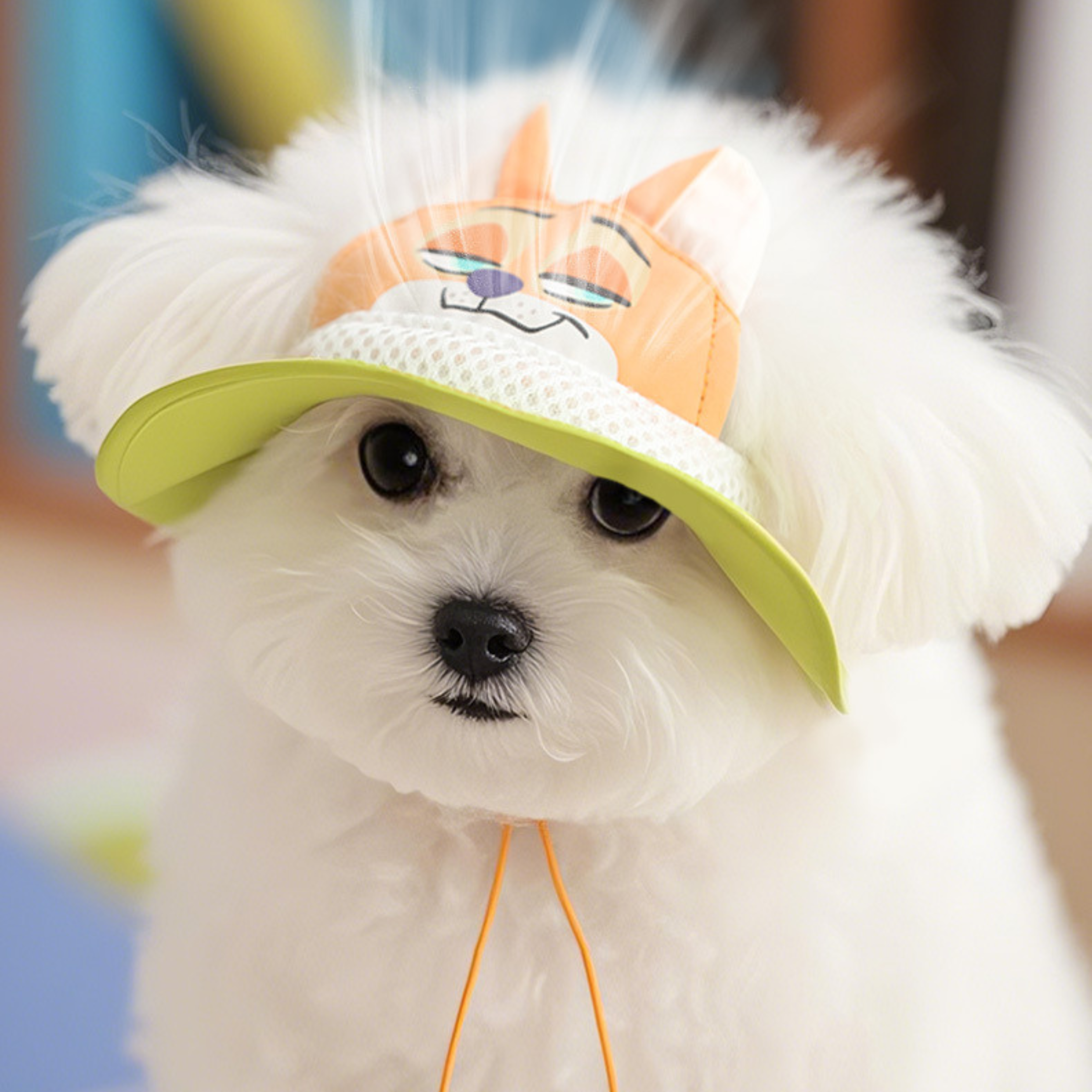 Maltipoodle
